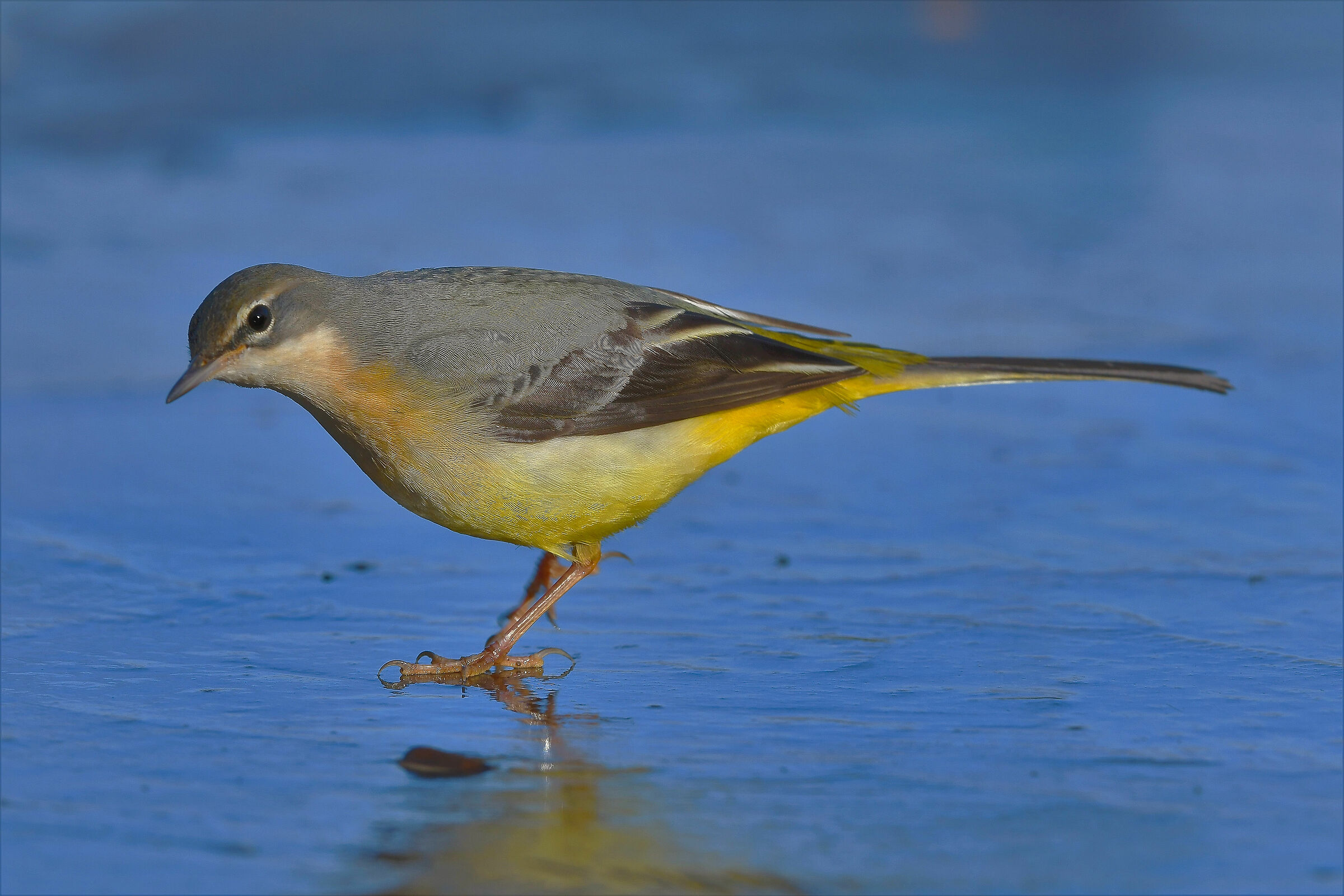 Ballerina gialla sul ghiaccio