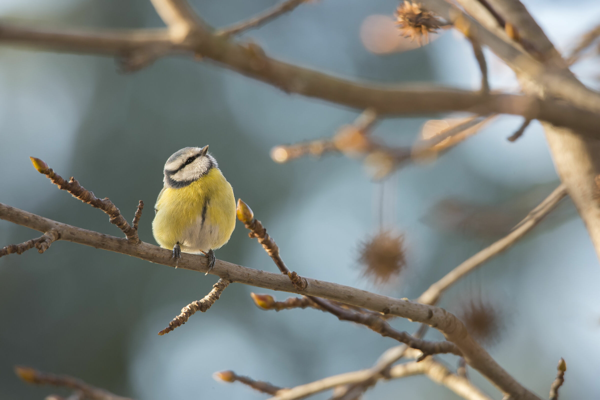 Cinciarella all'insù