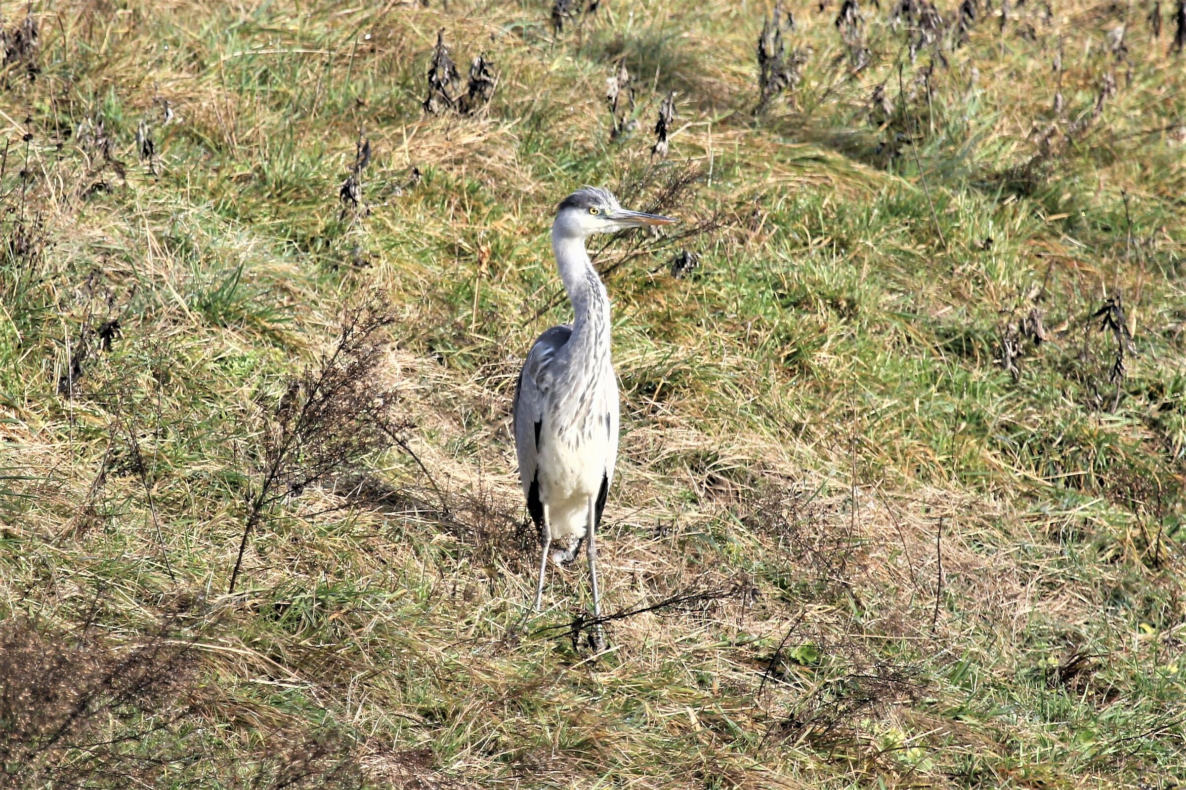heron oasis bass-como