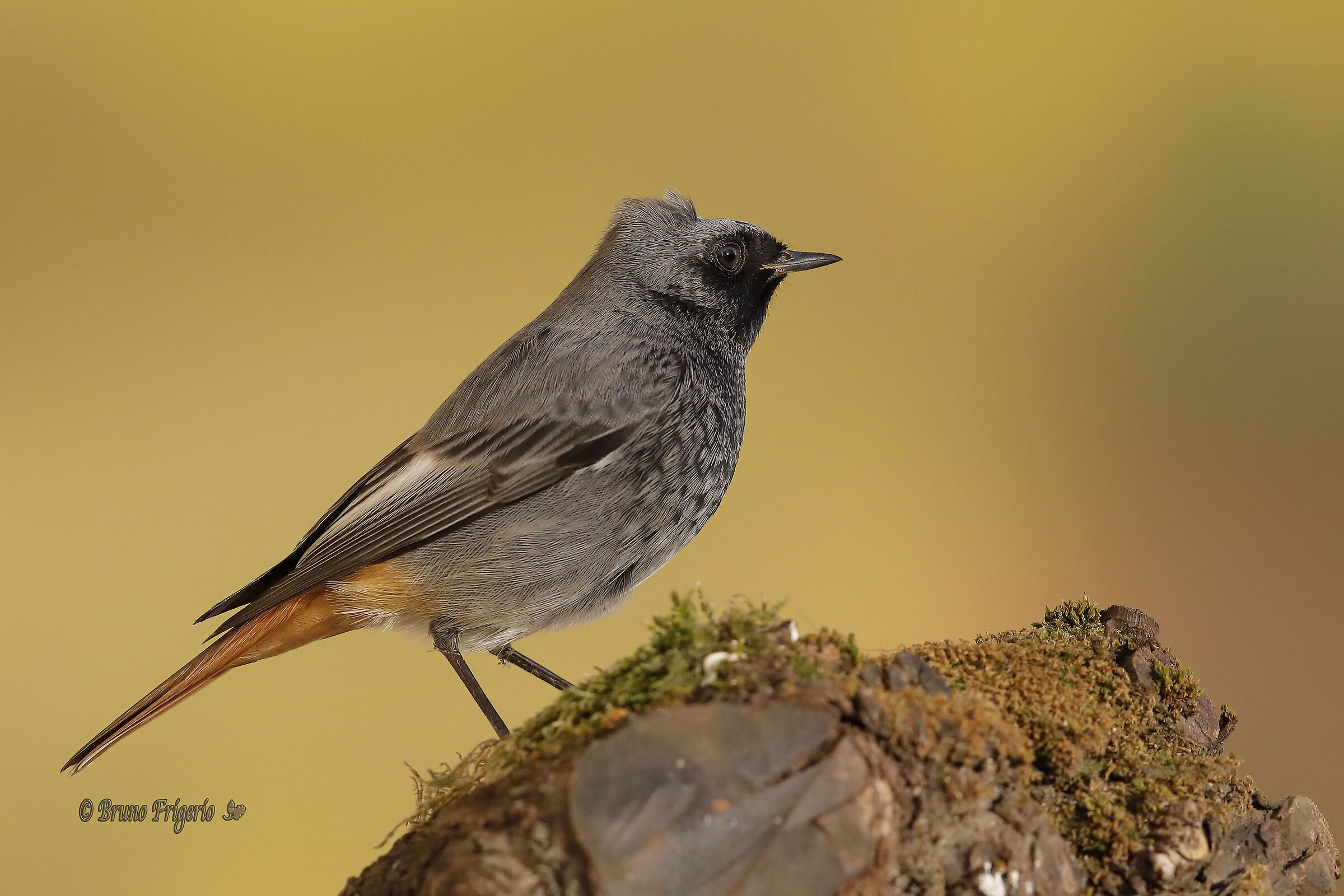 codirosso spazzacamino
