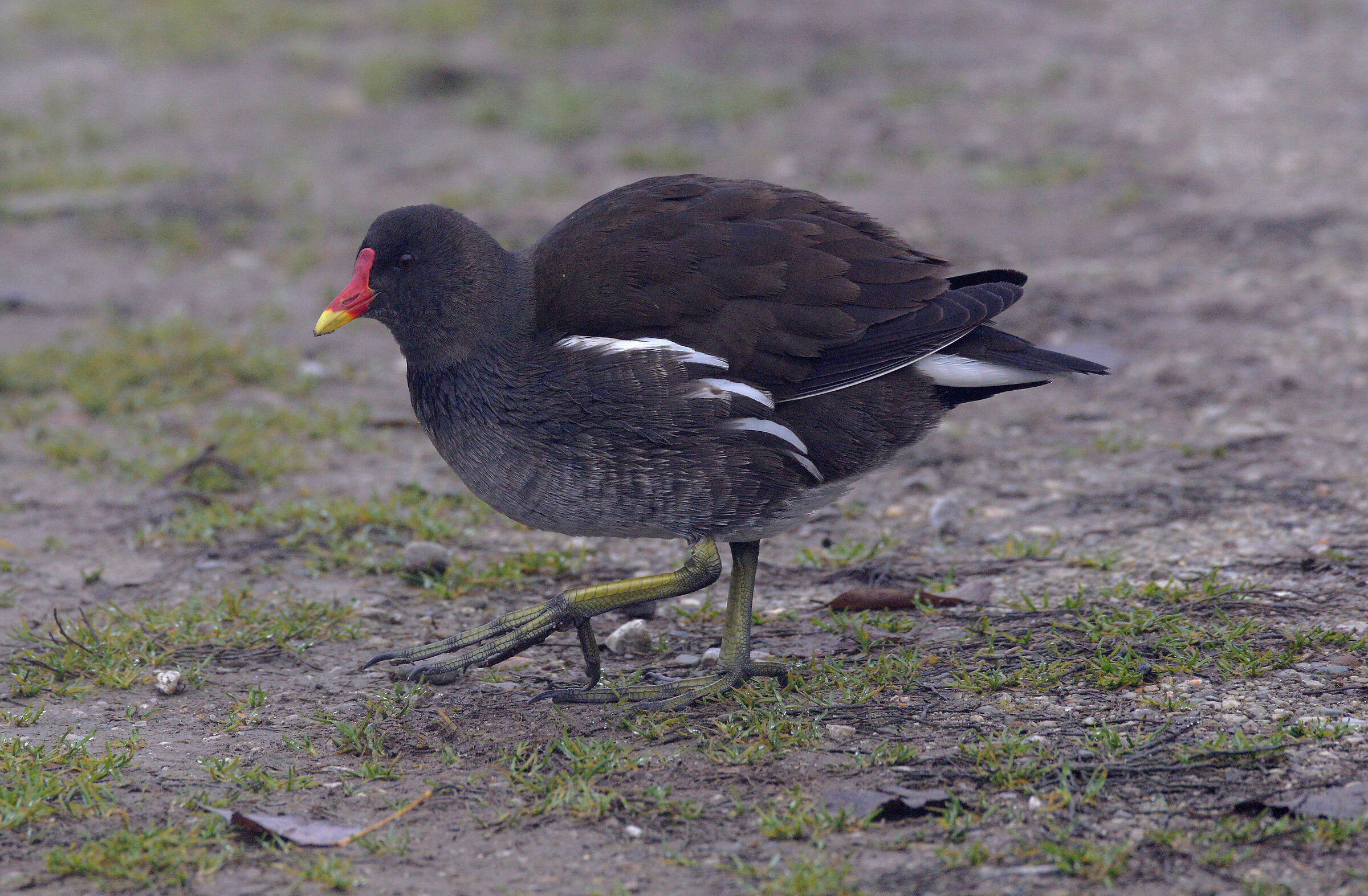 Water gallinule