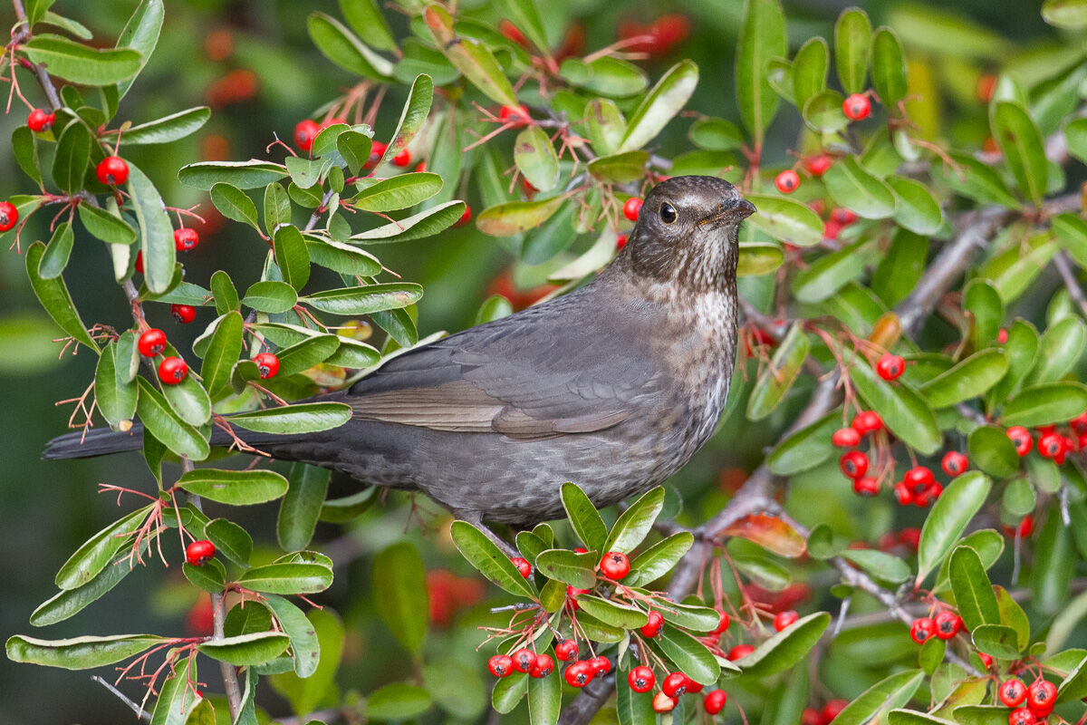 Femmina di Merlo tra bacche rosse ...