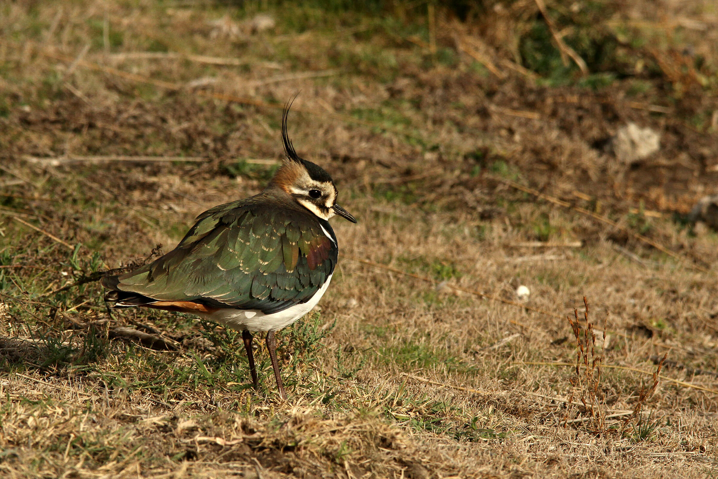 Lapwing