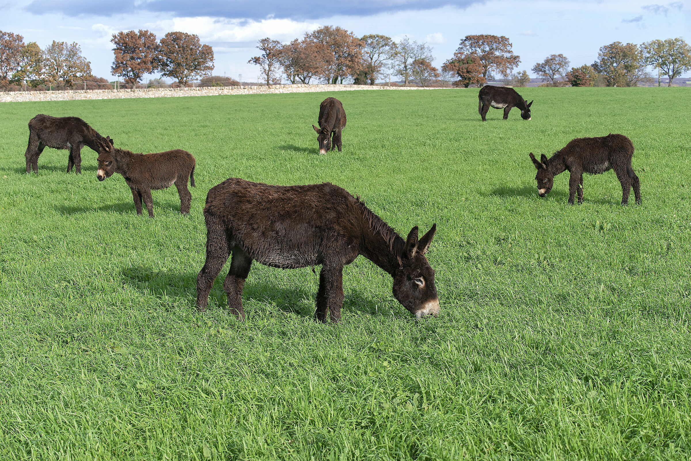 asini di Martinafranca