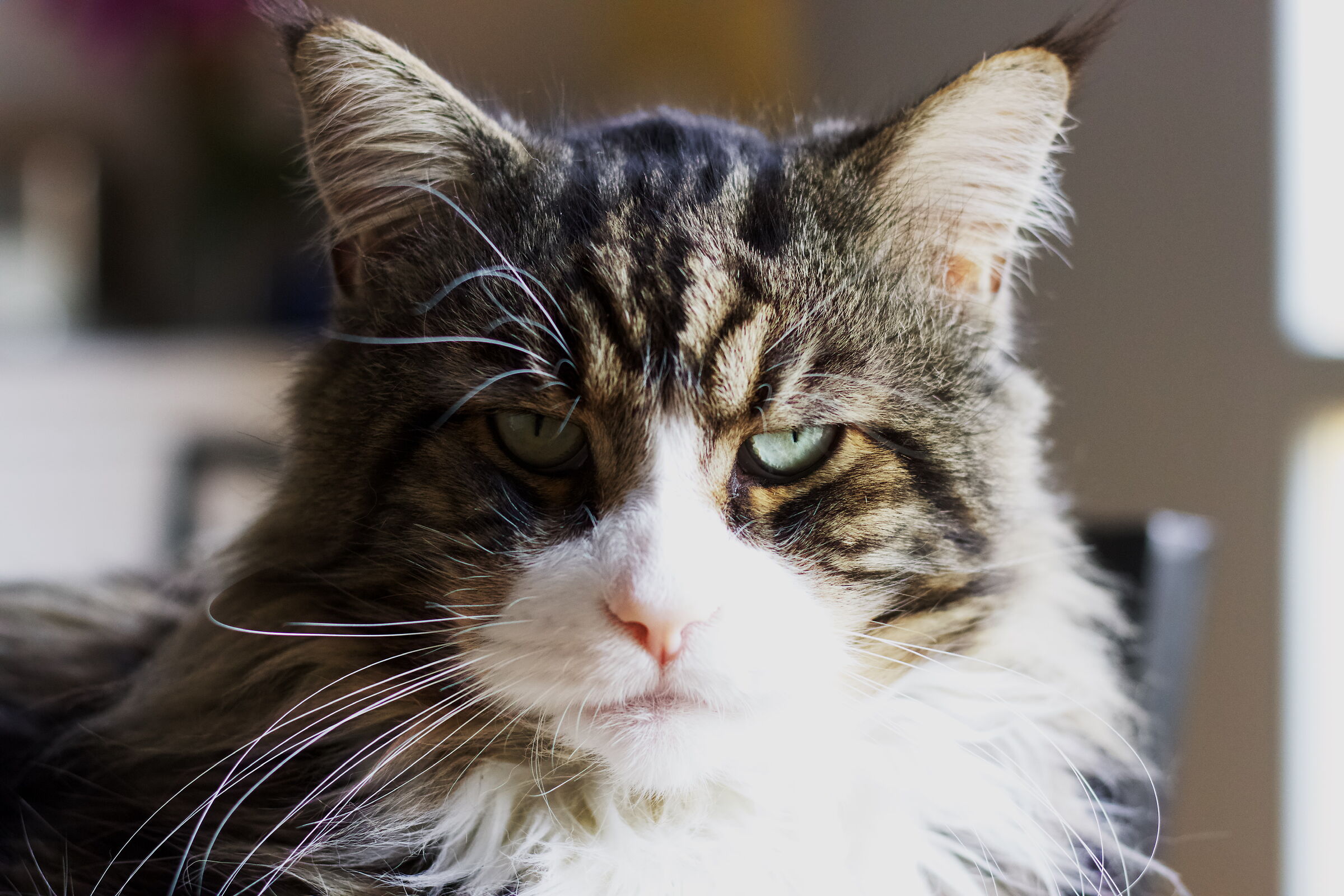 Pixelmator photo ipad