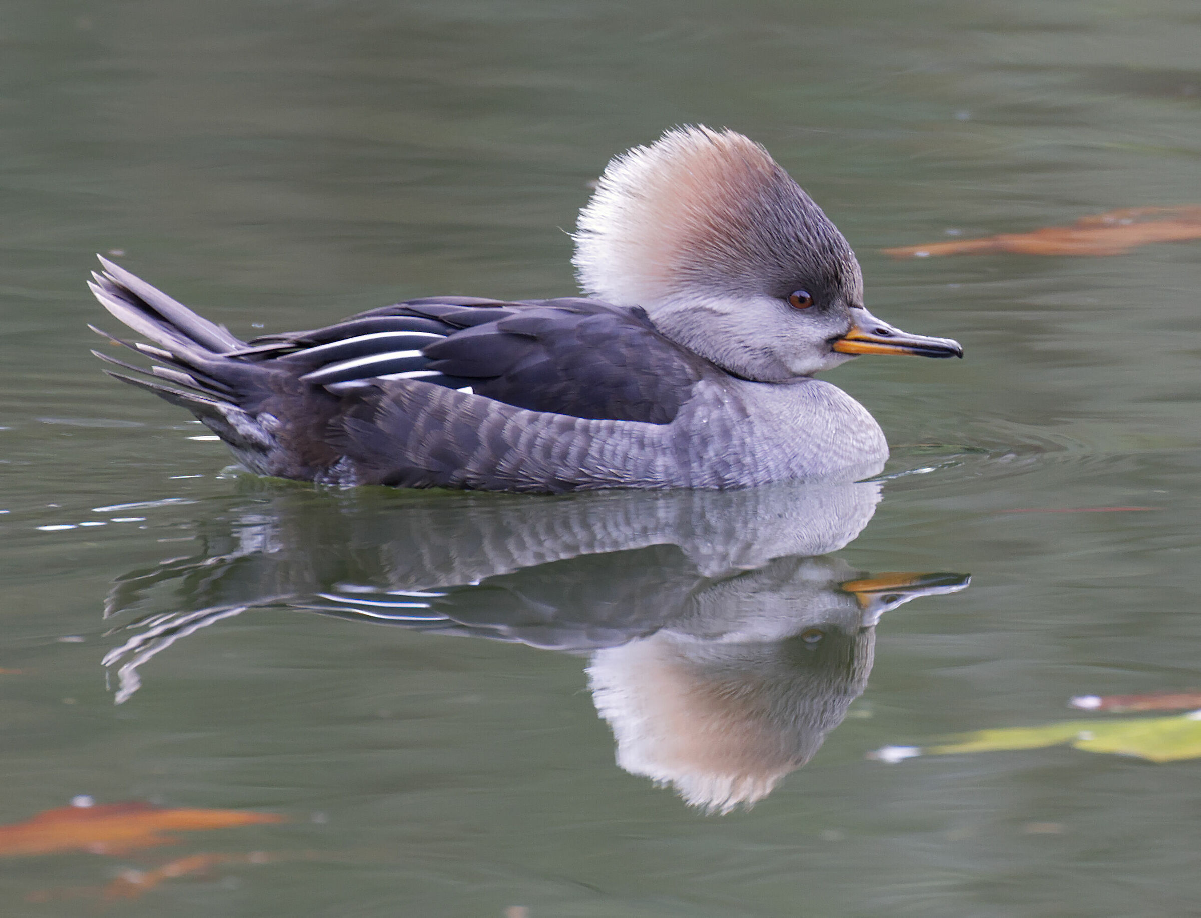Smergo con cappuccio femminile
