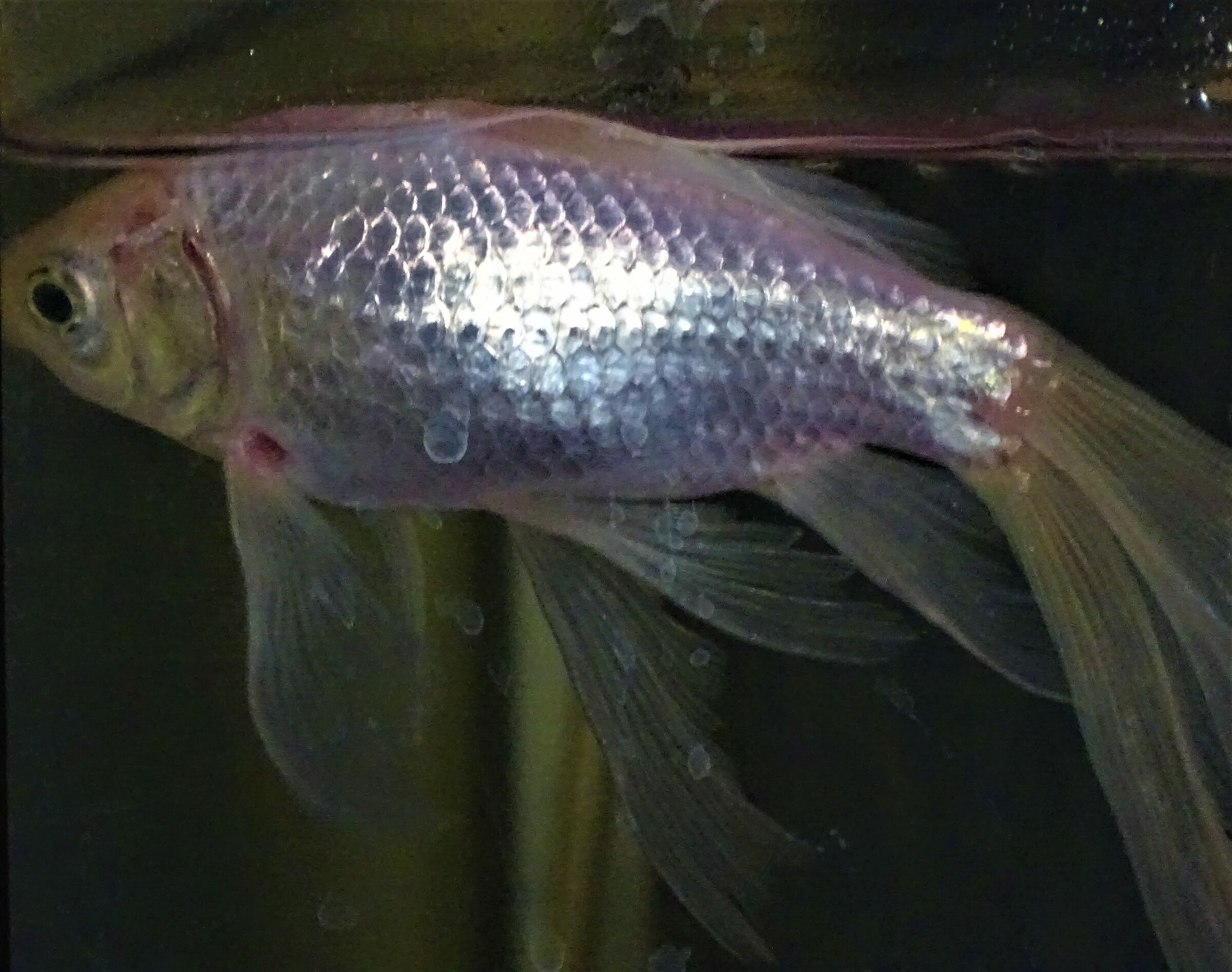 il mio pesce albino...