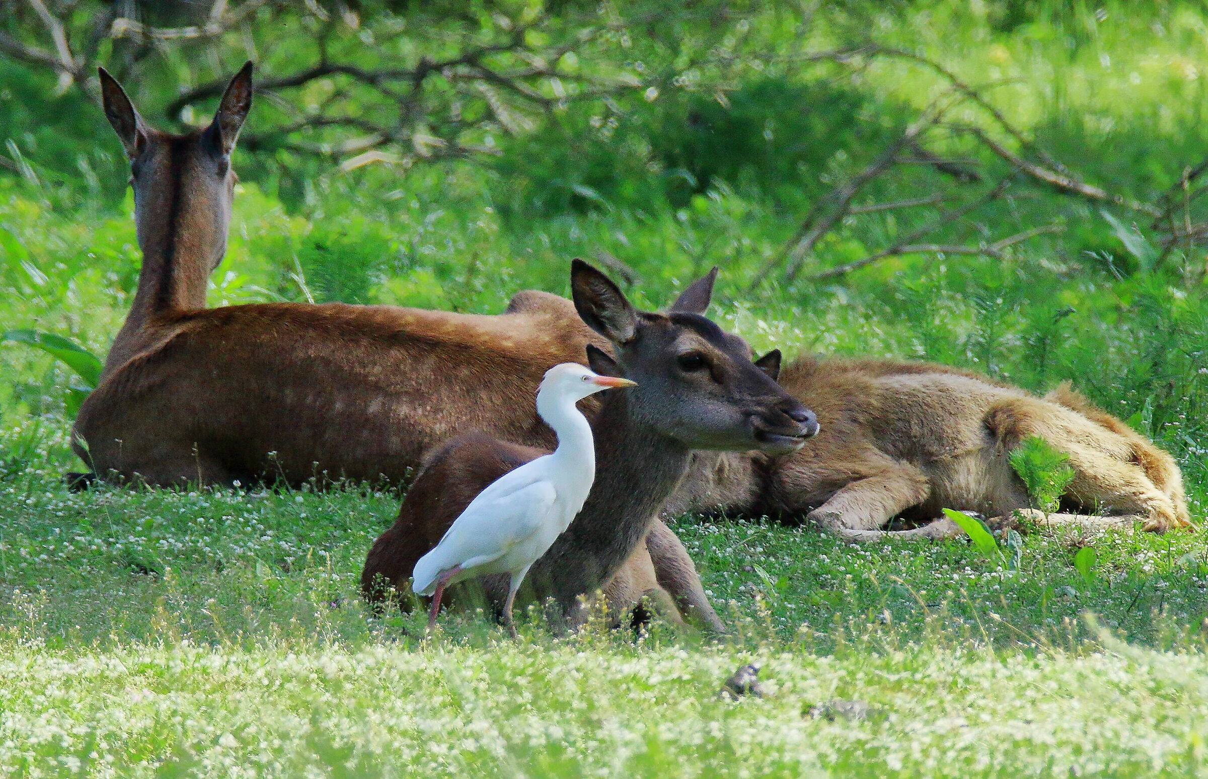...amici per la pelle...