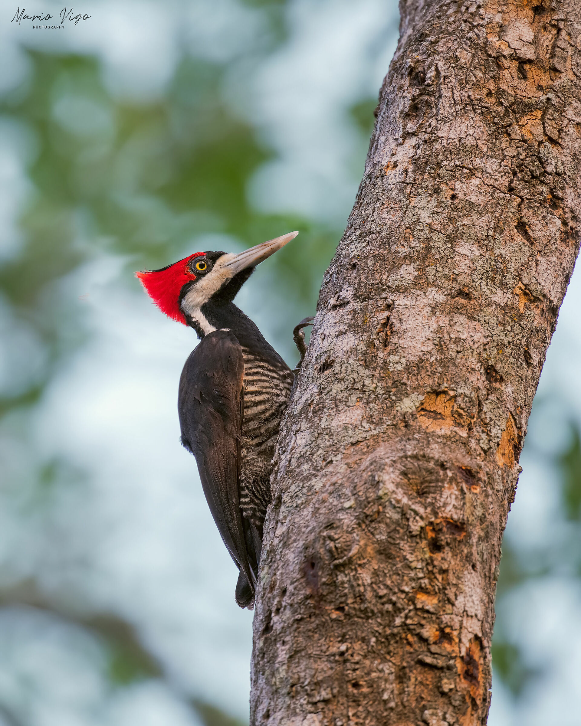 Black and white woodpecker