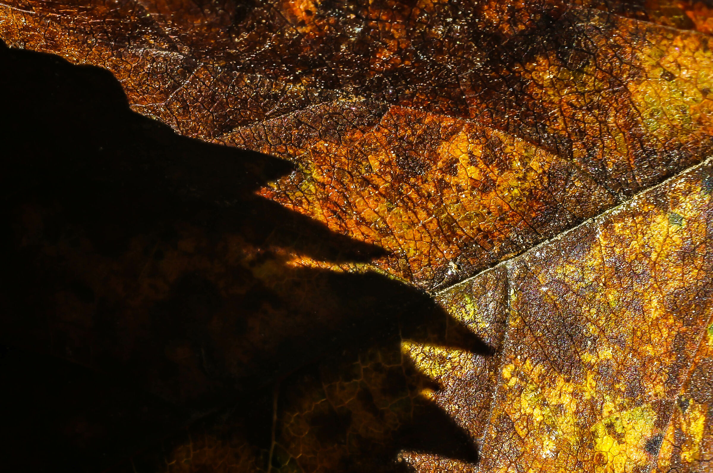 stressed by lockdown 2