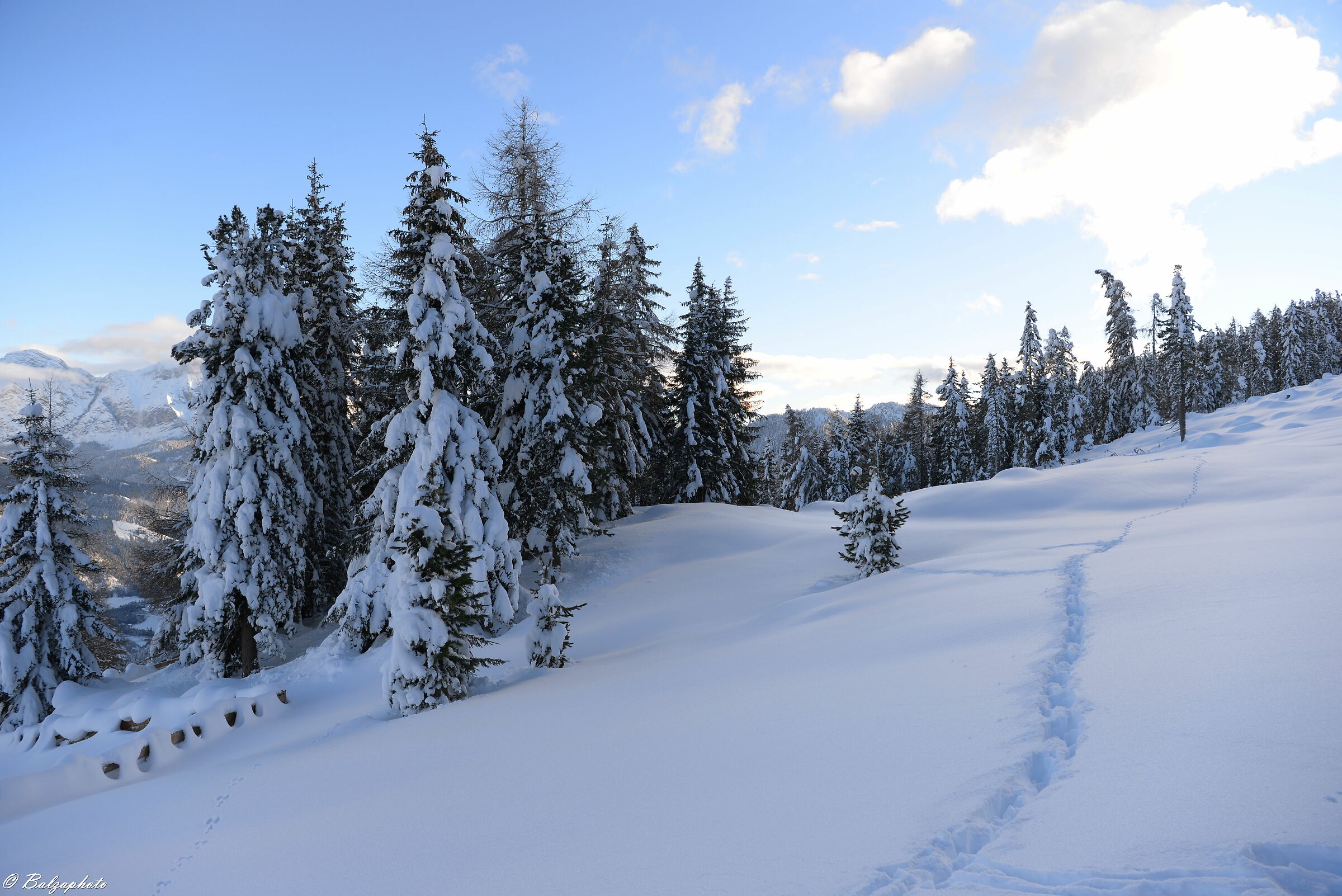 Il bosco è il simbolo della nostra anima