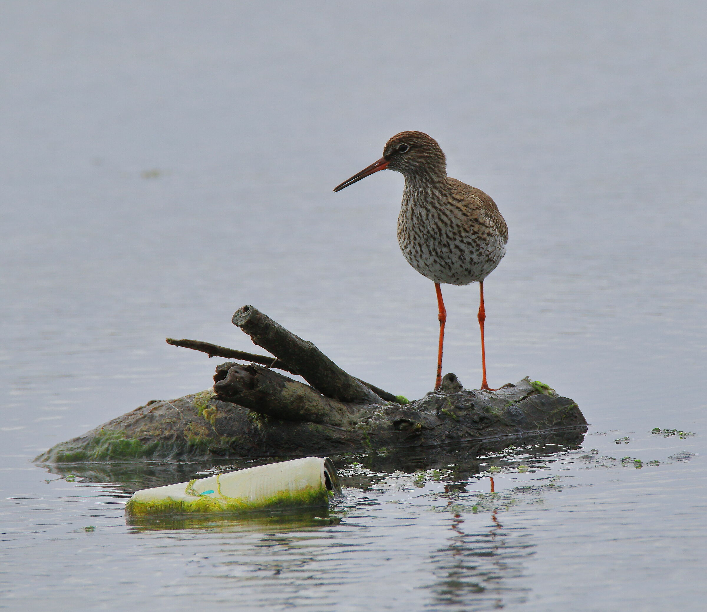 ...se solo potesse parlare...     Limicolo (pettegola).