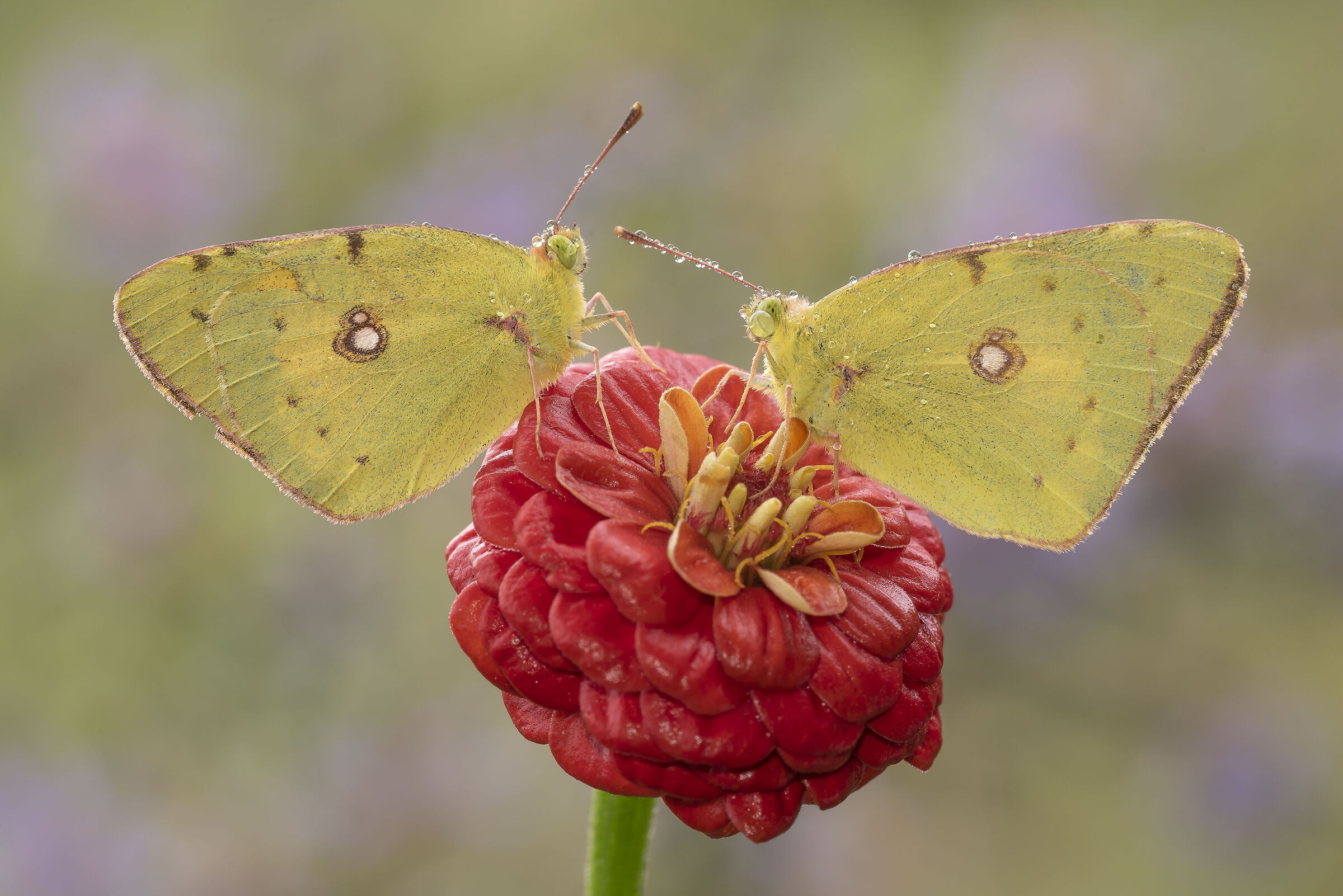 Colias xdue