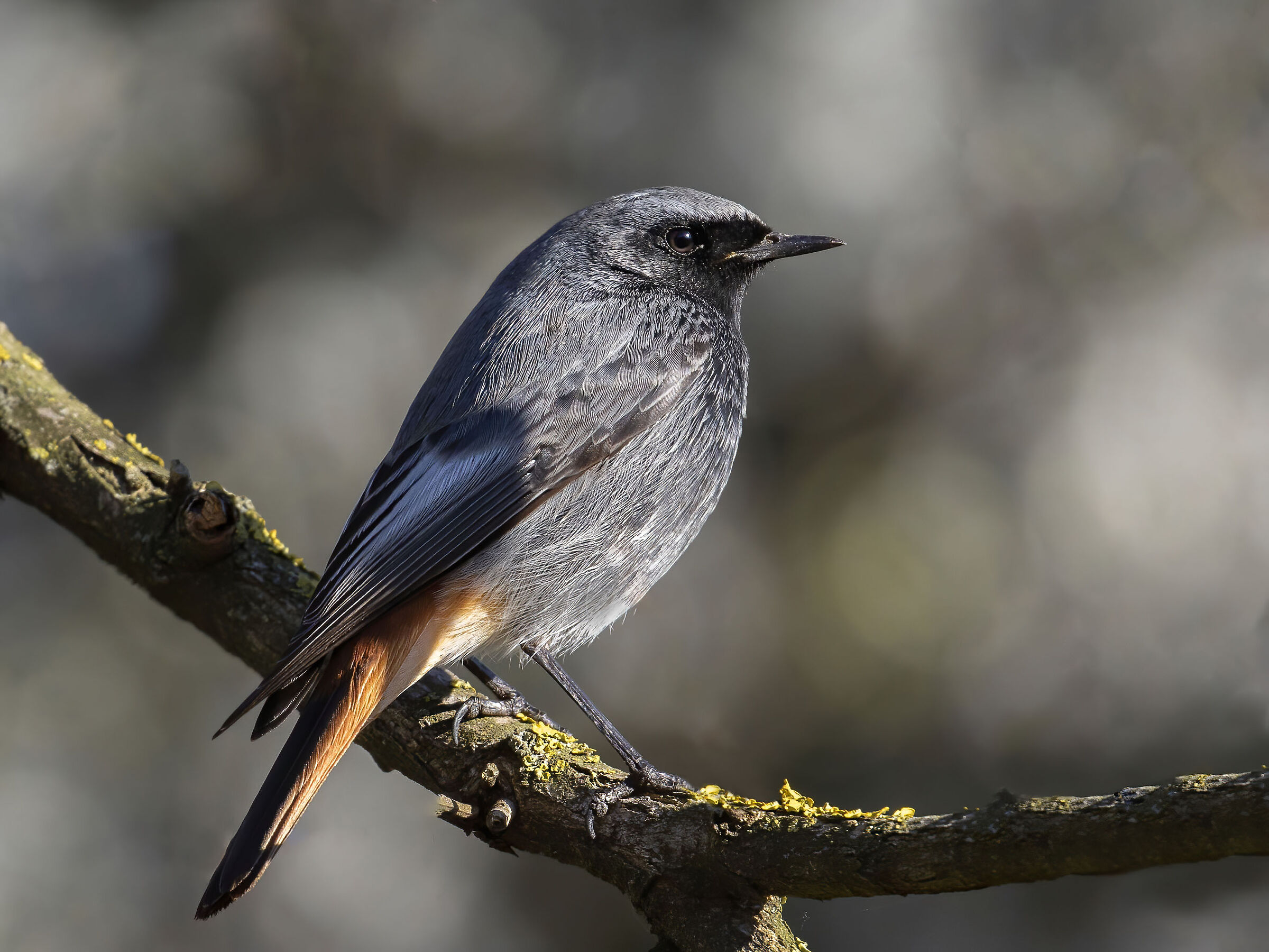 Codirosso Spazzacamino.