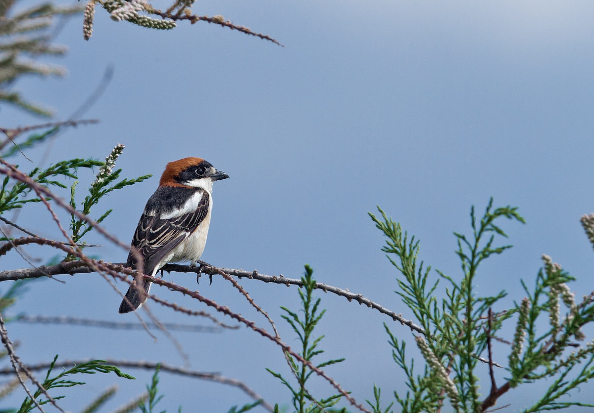 Woodchat Shrike