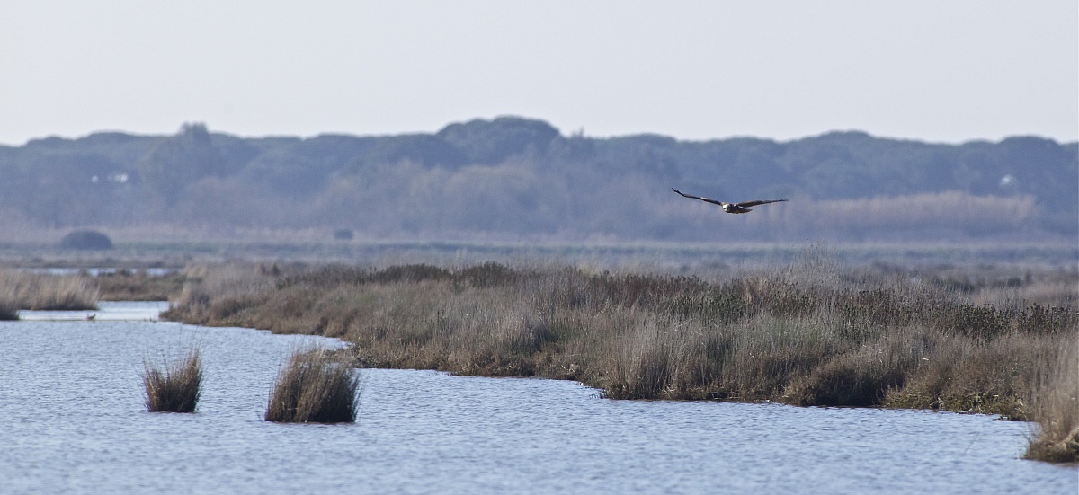 La Diaccia Botrona - Castiglione della Pescaia GR