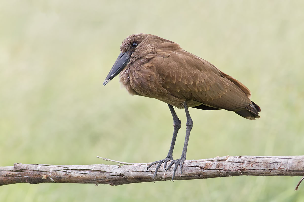 Hamerkop (Scopus umbretta)