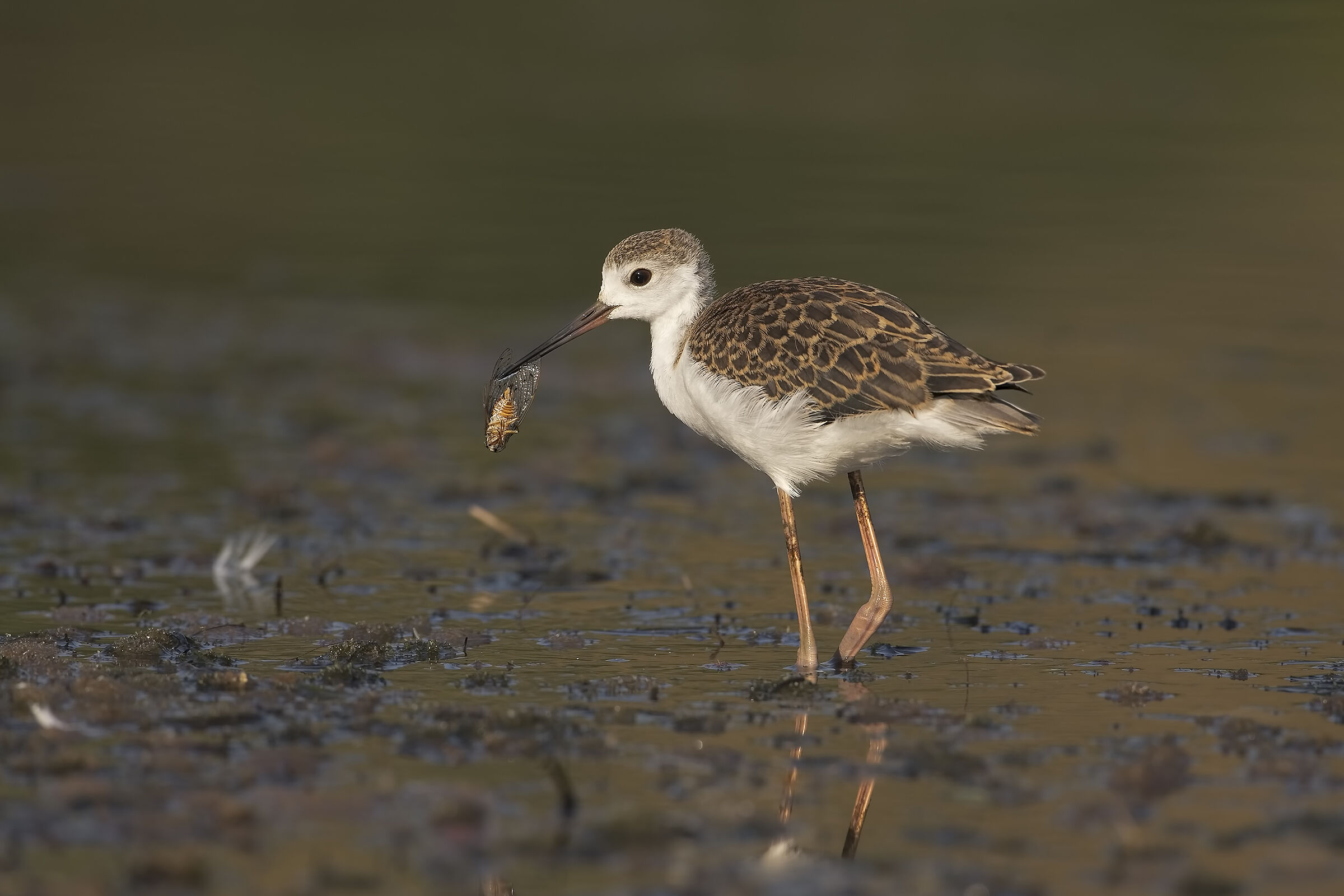 cavalierino e cicala