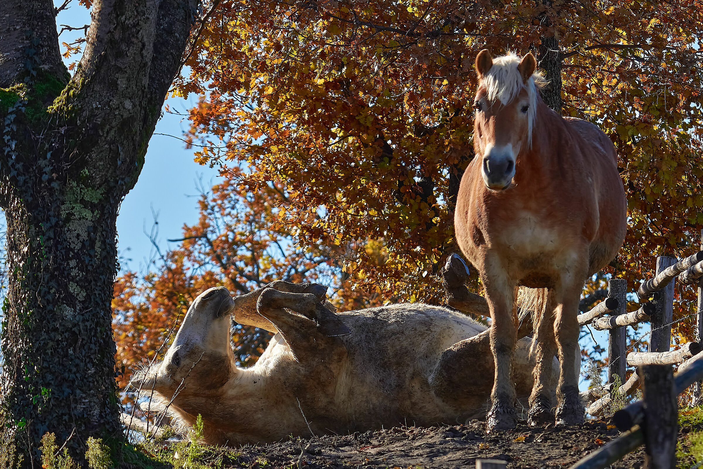 Non fare l'asino che ci stanno guardando!