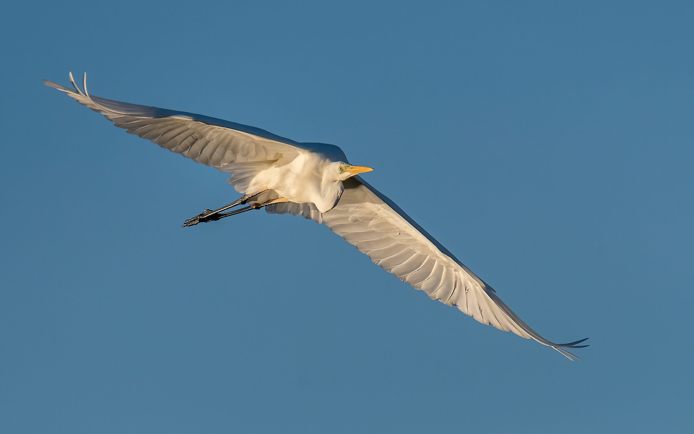 Airone bianco maggiore