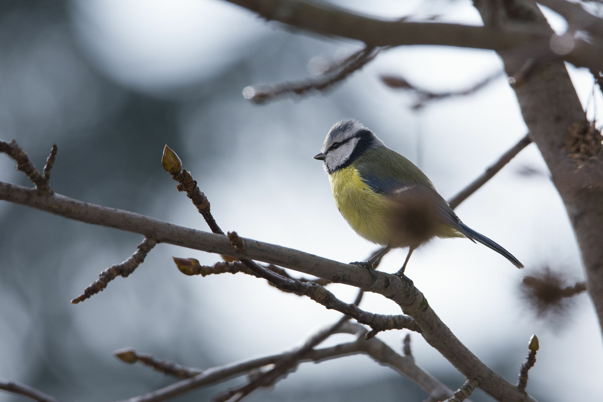 Il signore del freddo