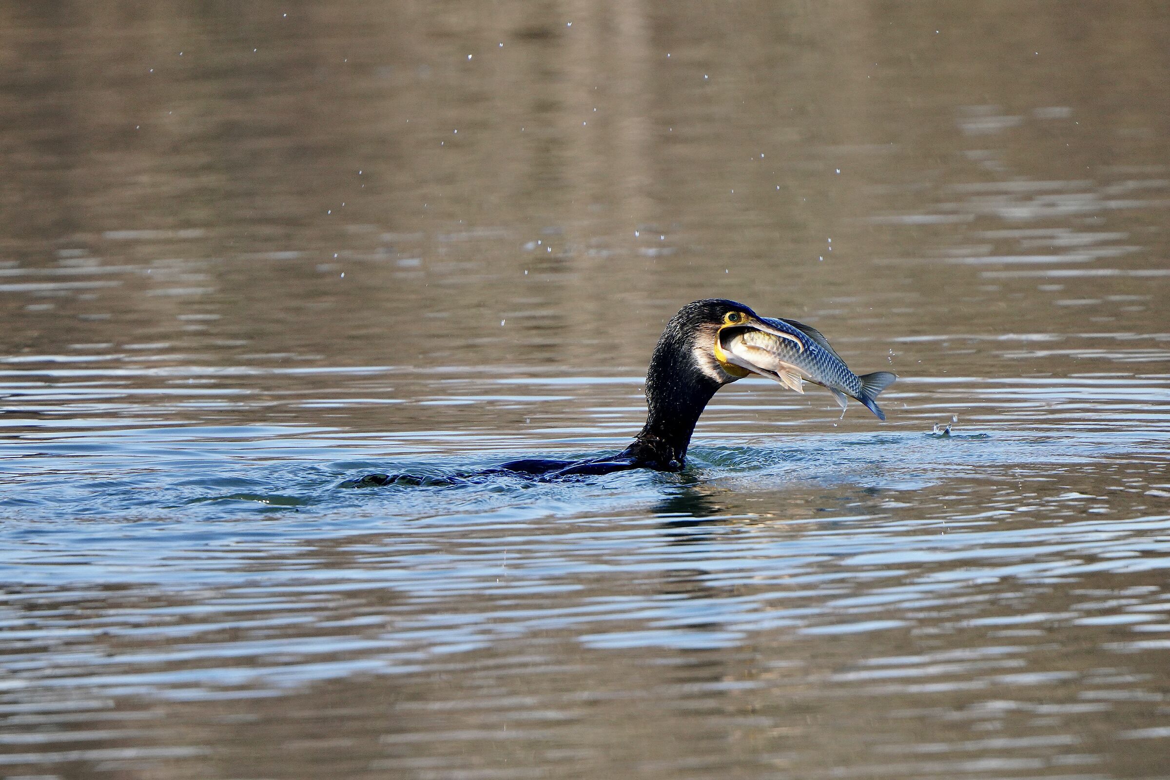 Don't you dare touch my fish!