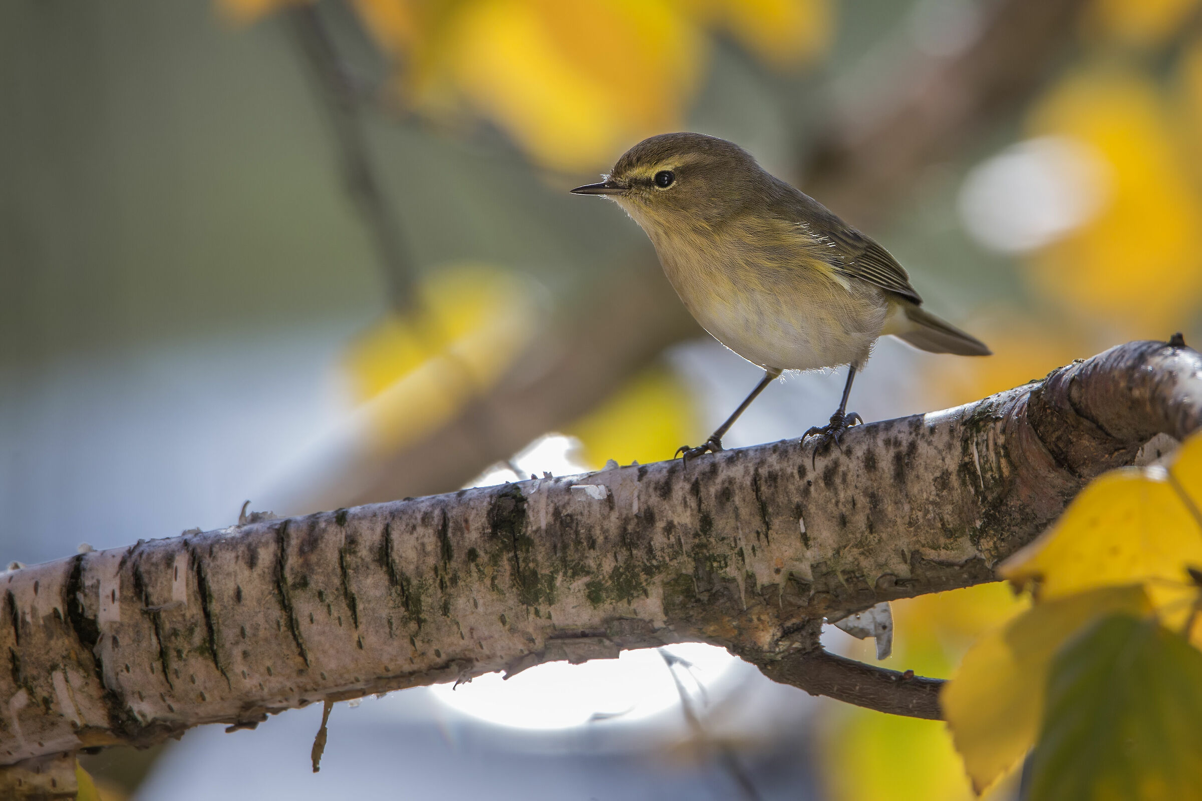 All'ombra in silenzio