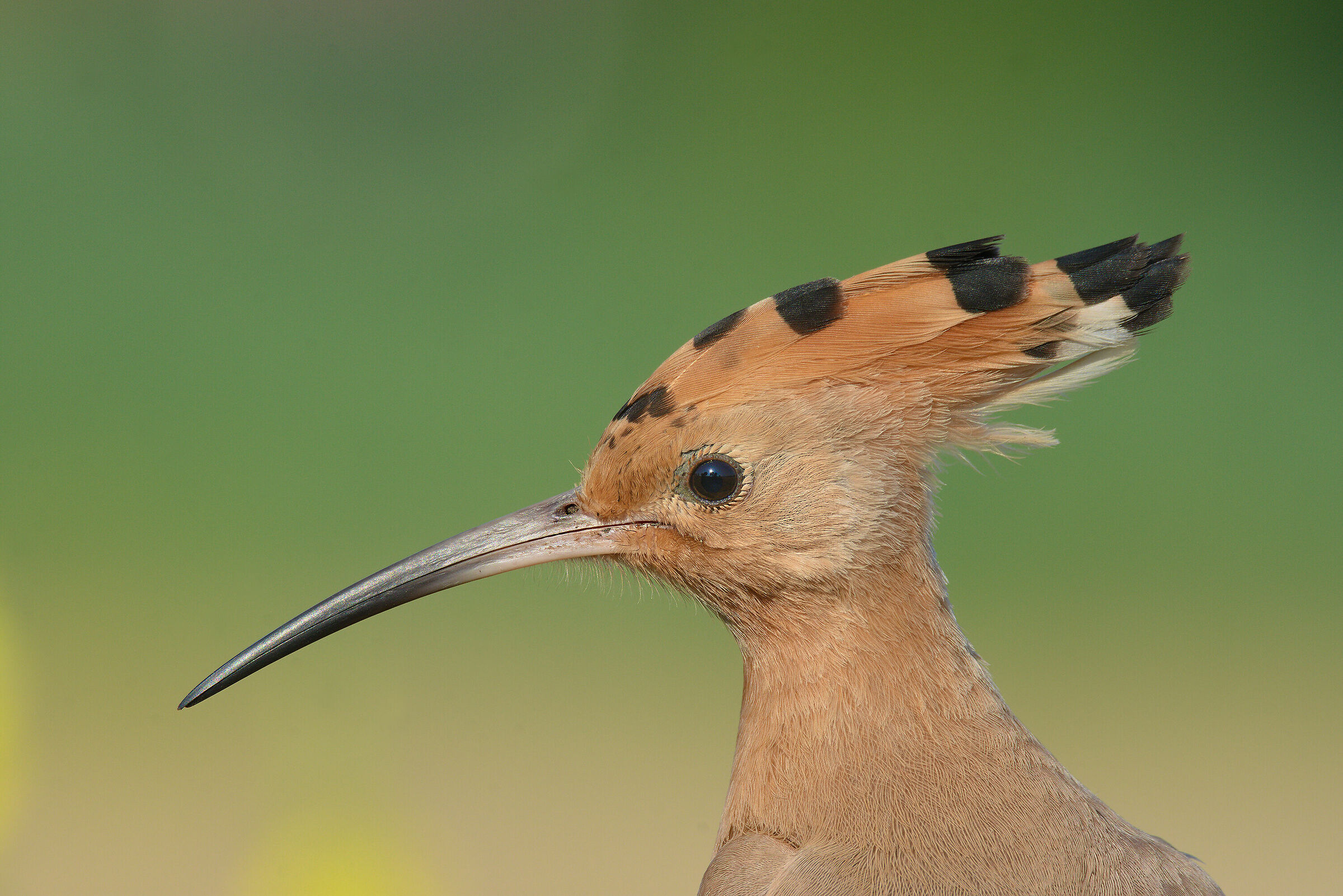 Upupa in ''April Memories''