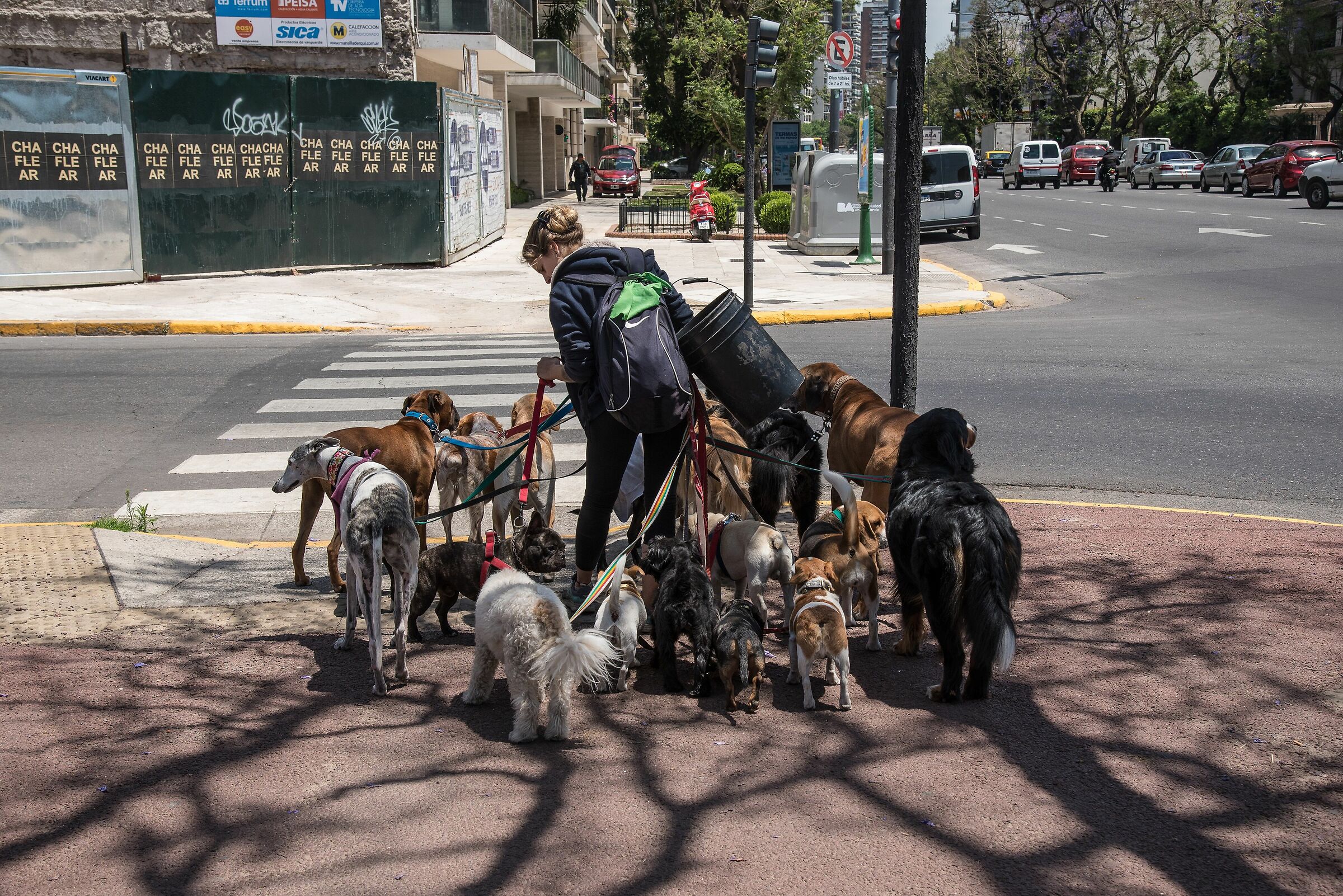 dogsitter in Buenos Aires