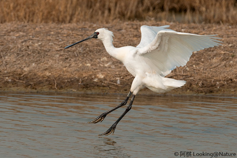 Black-faced Spoonbill