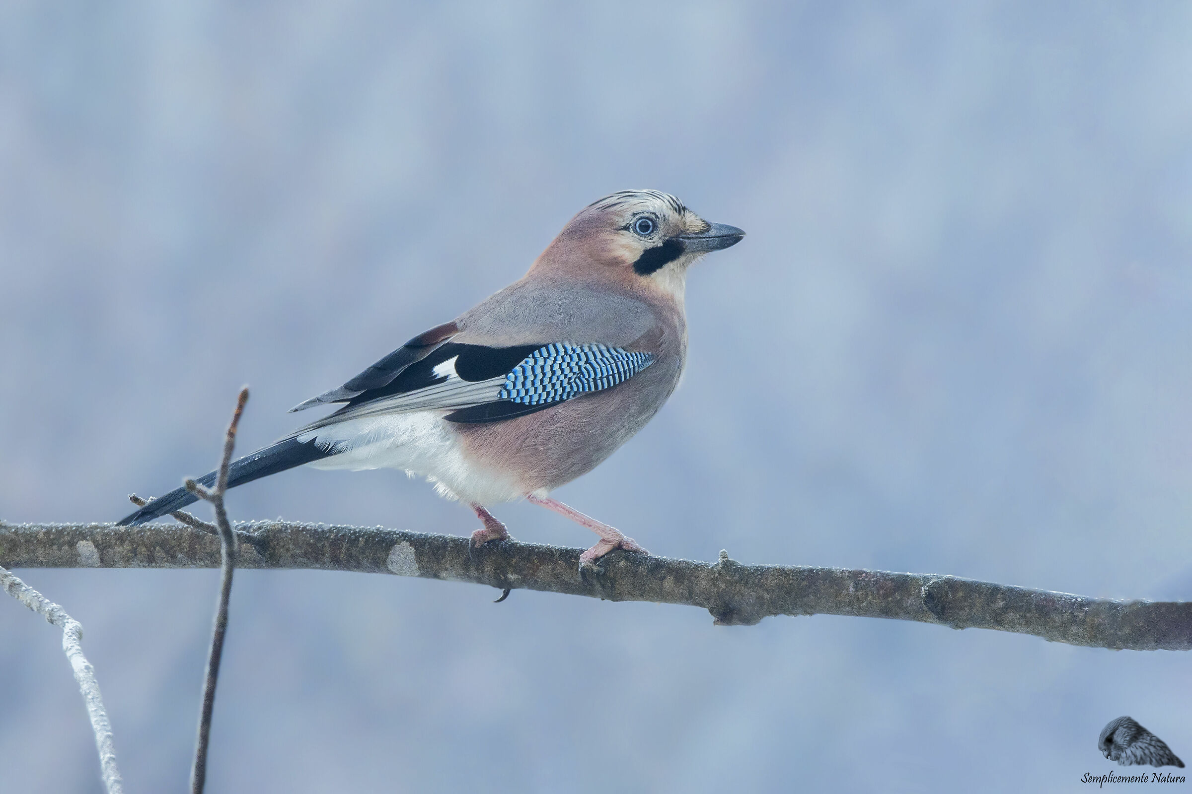 Jay (Garrulus glandarius)