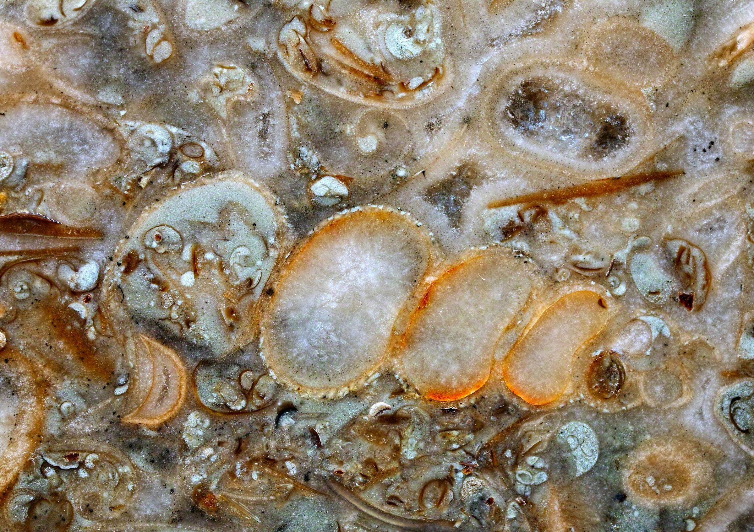 Fossils in limestone from the Baltic Sea