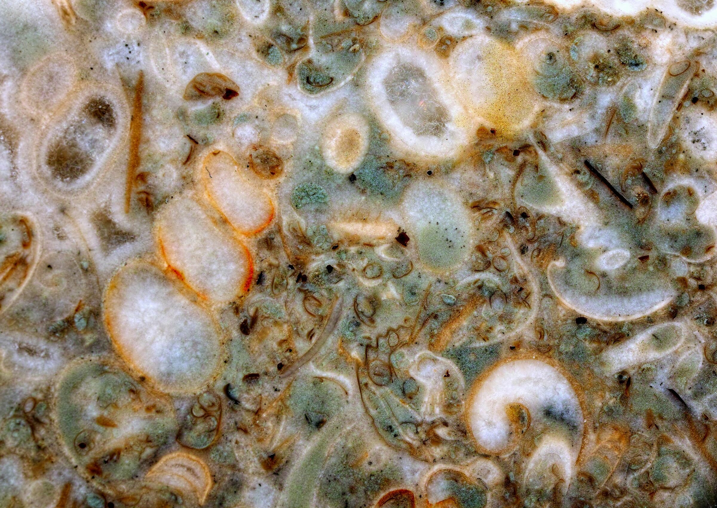 Fossils in limestone from the Baltic Sea