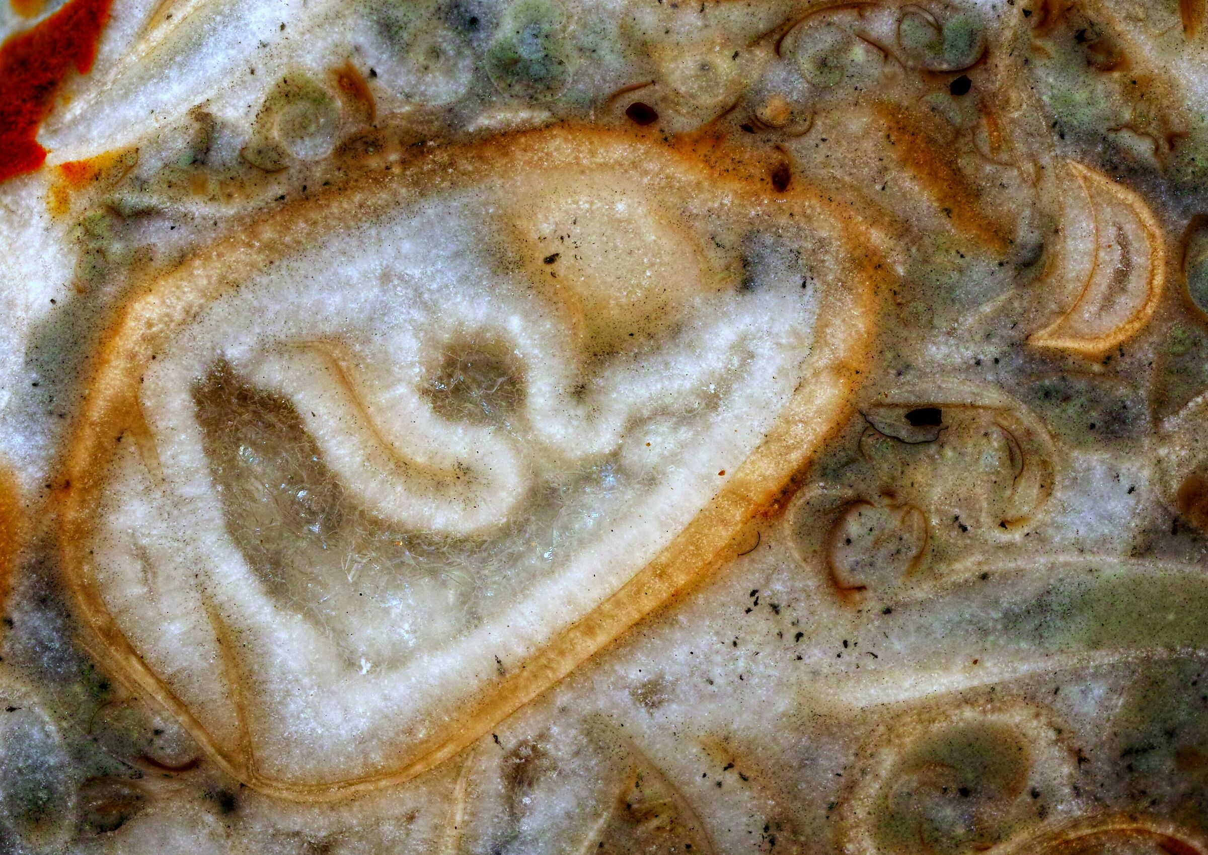 Fossils in limestone from the Baltic Sea