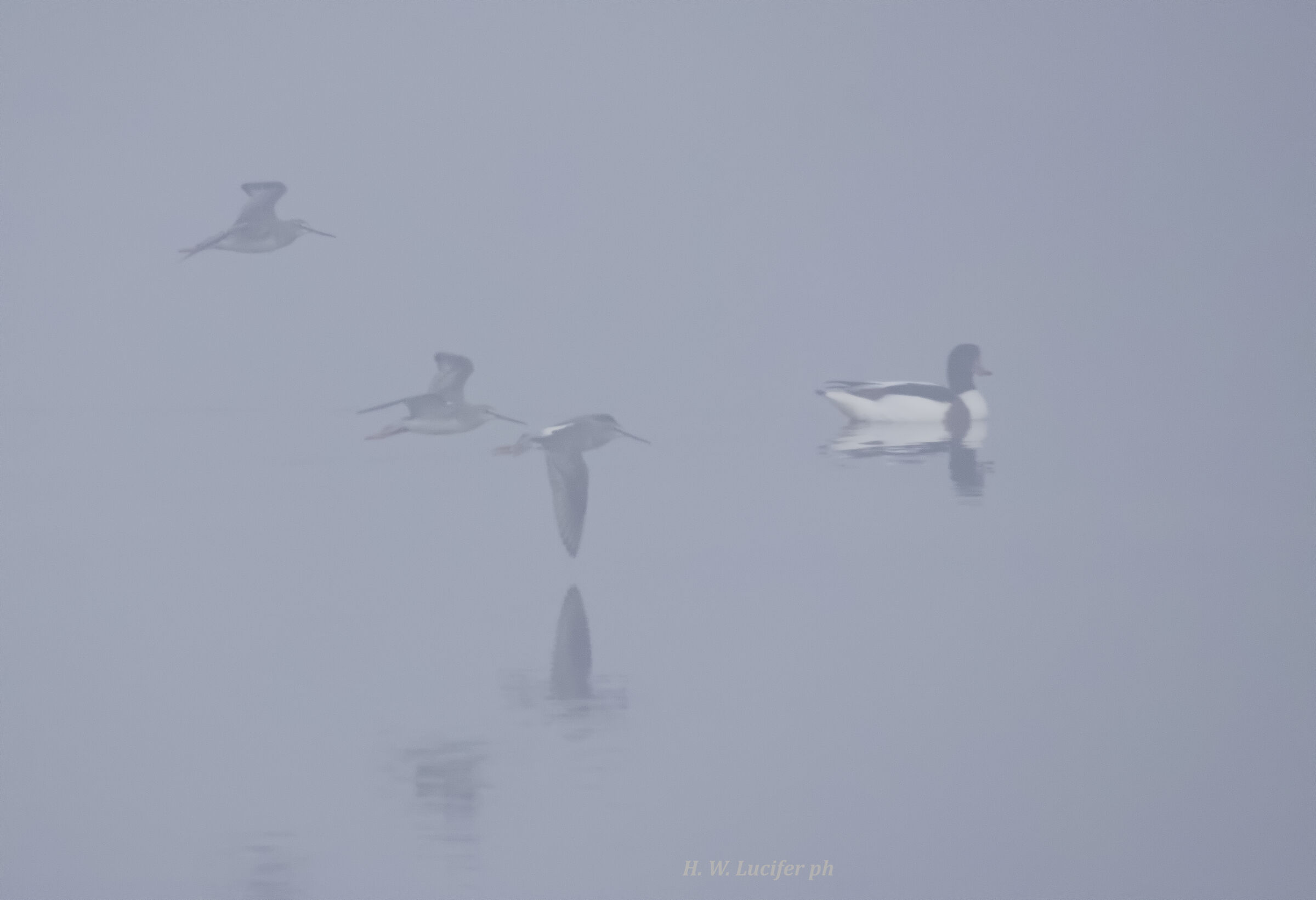 Ode to fog (Totani mori with Volpoca)