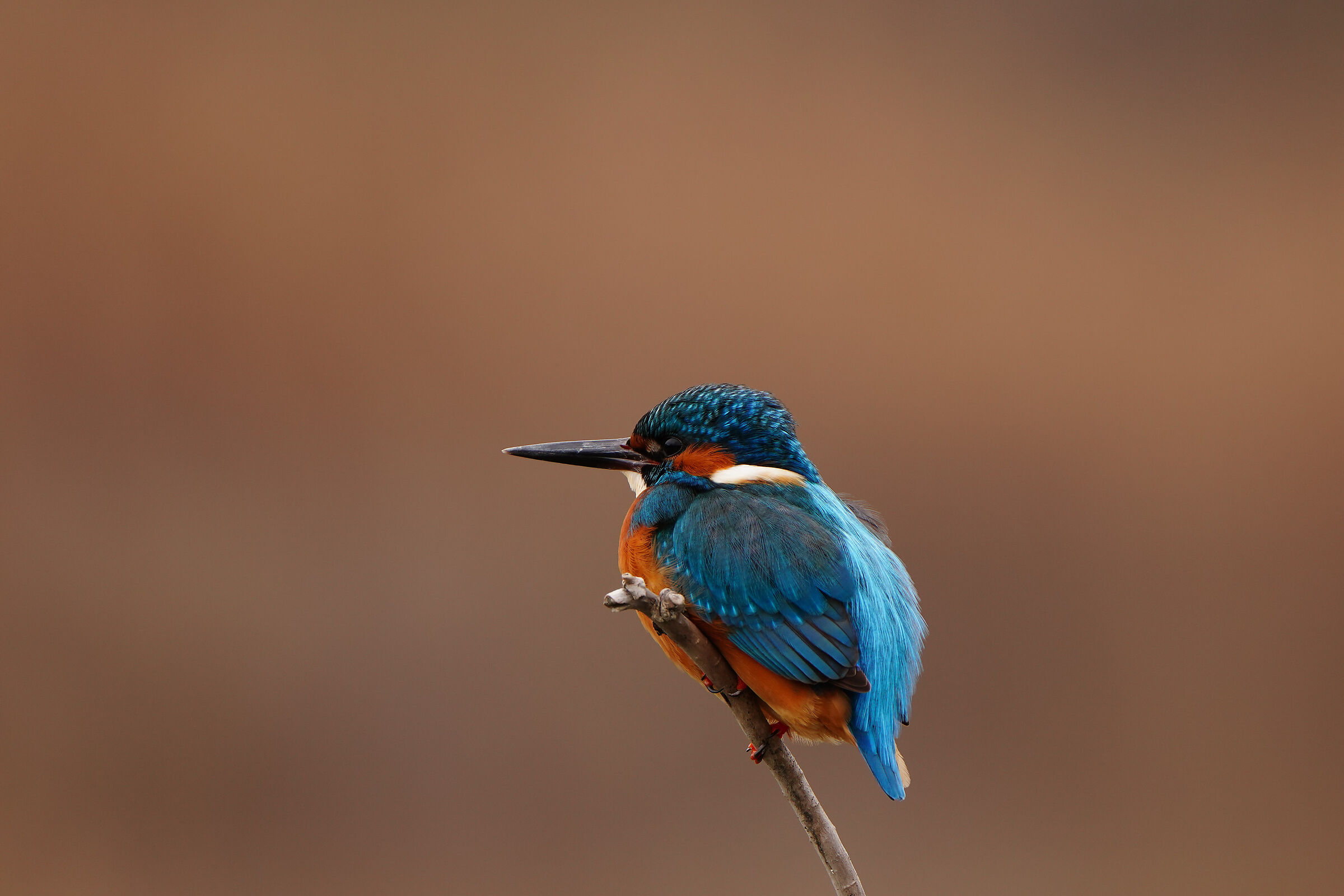 Thoughtful martino...