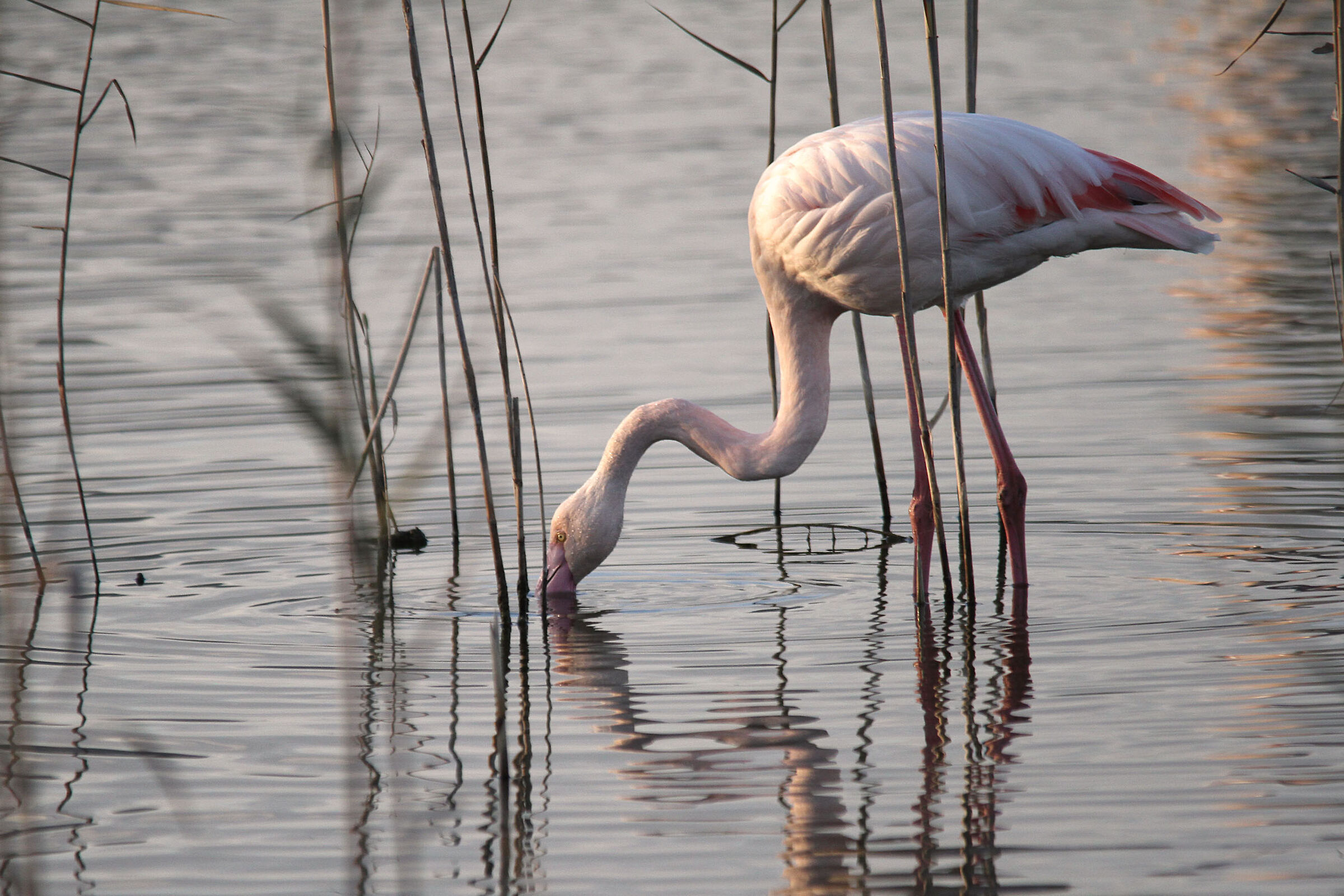 Pink flamingo
