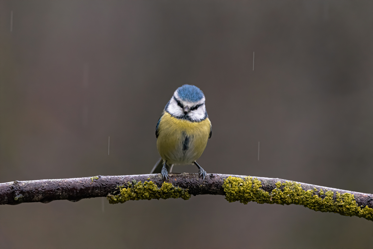Cinciarella sotto la pioggia