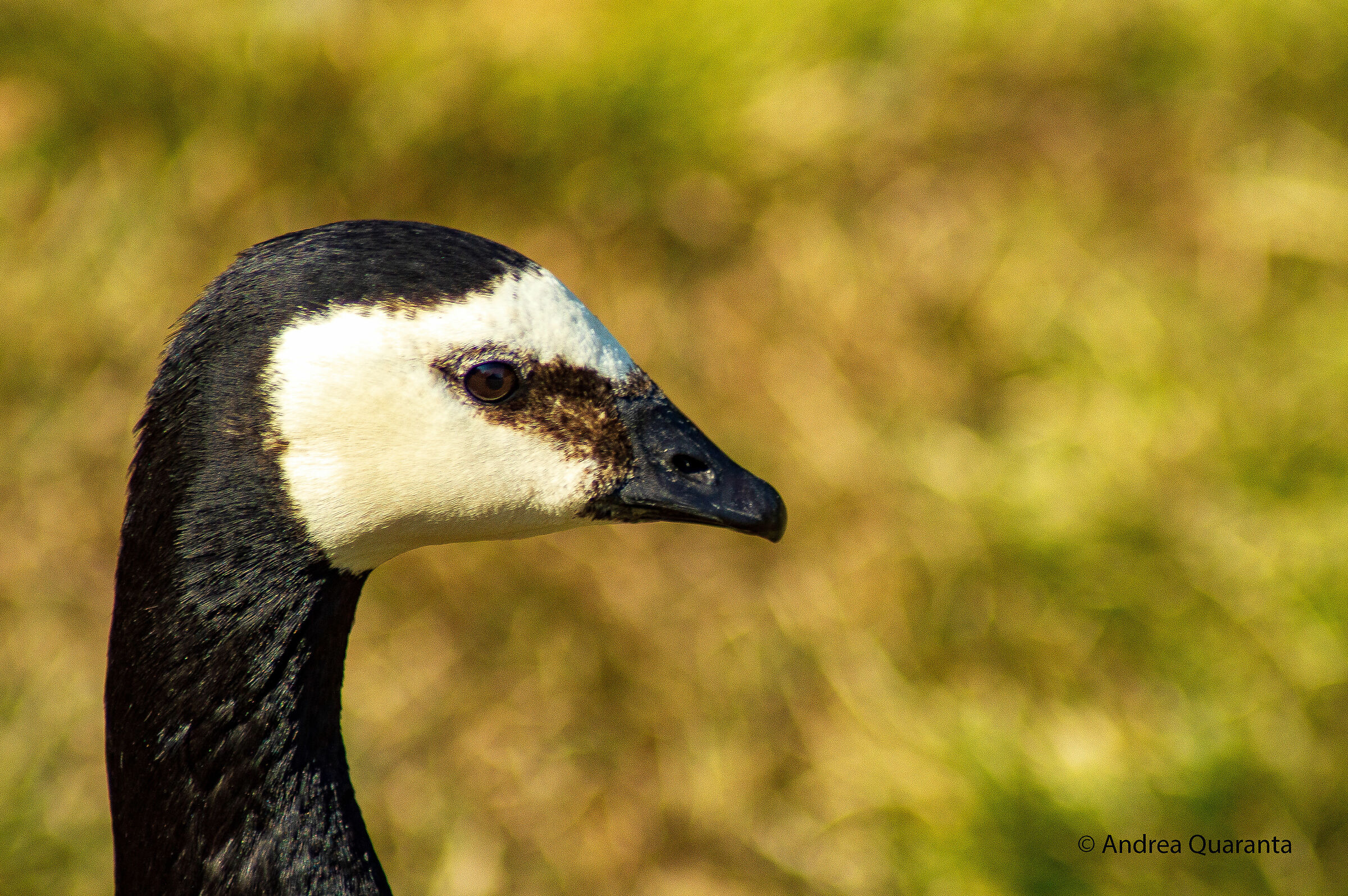 Branta Leucopsis