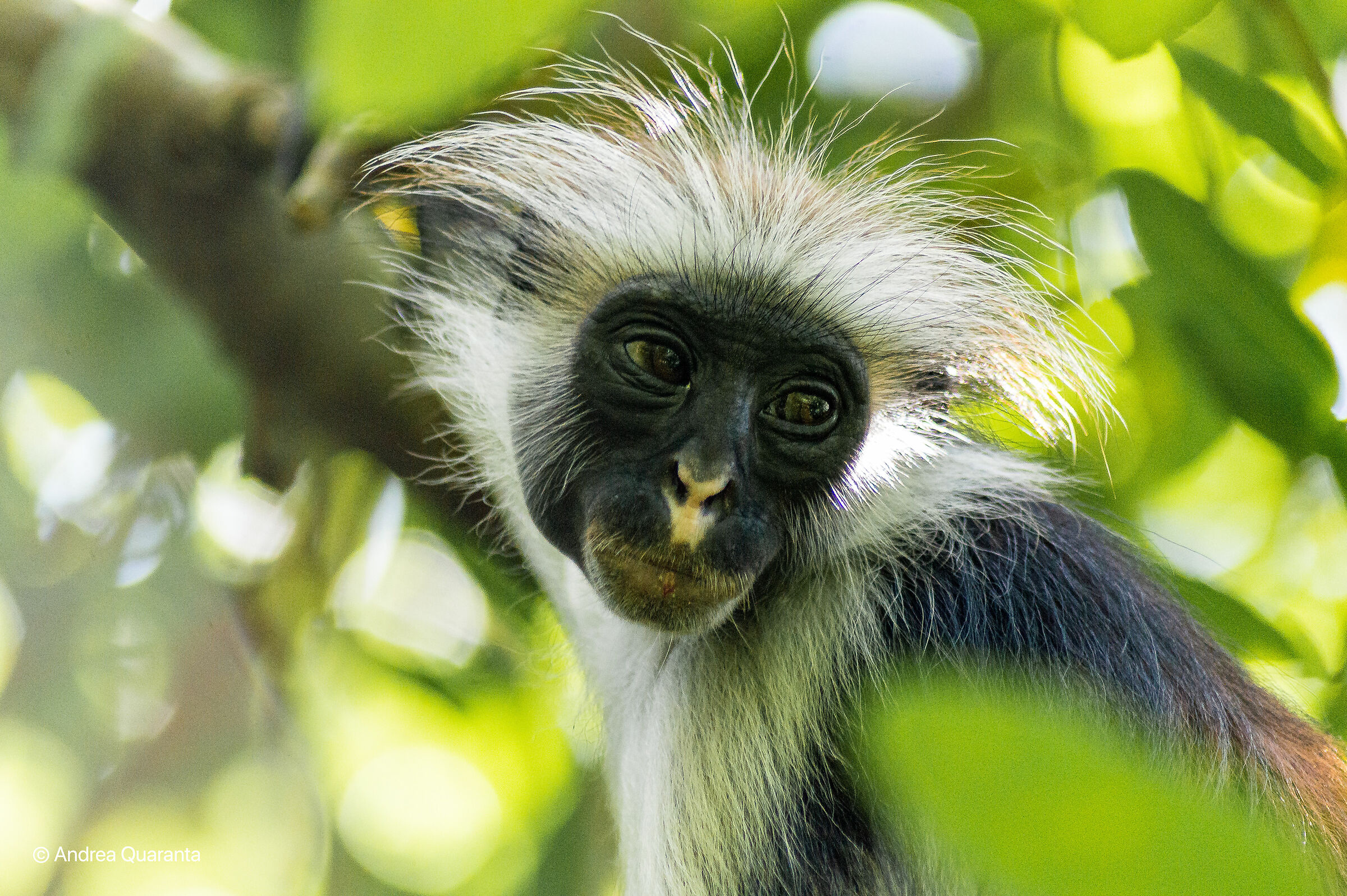 Colobo rosso di Zanzibar