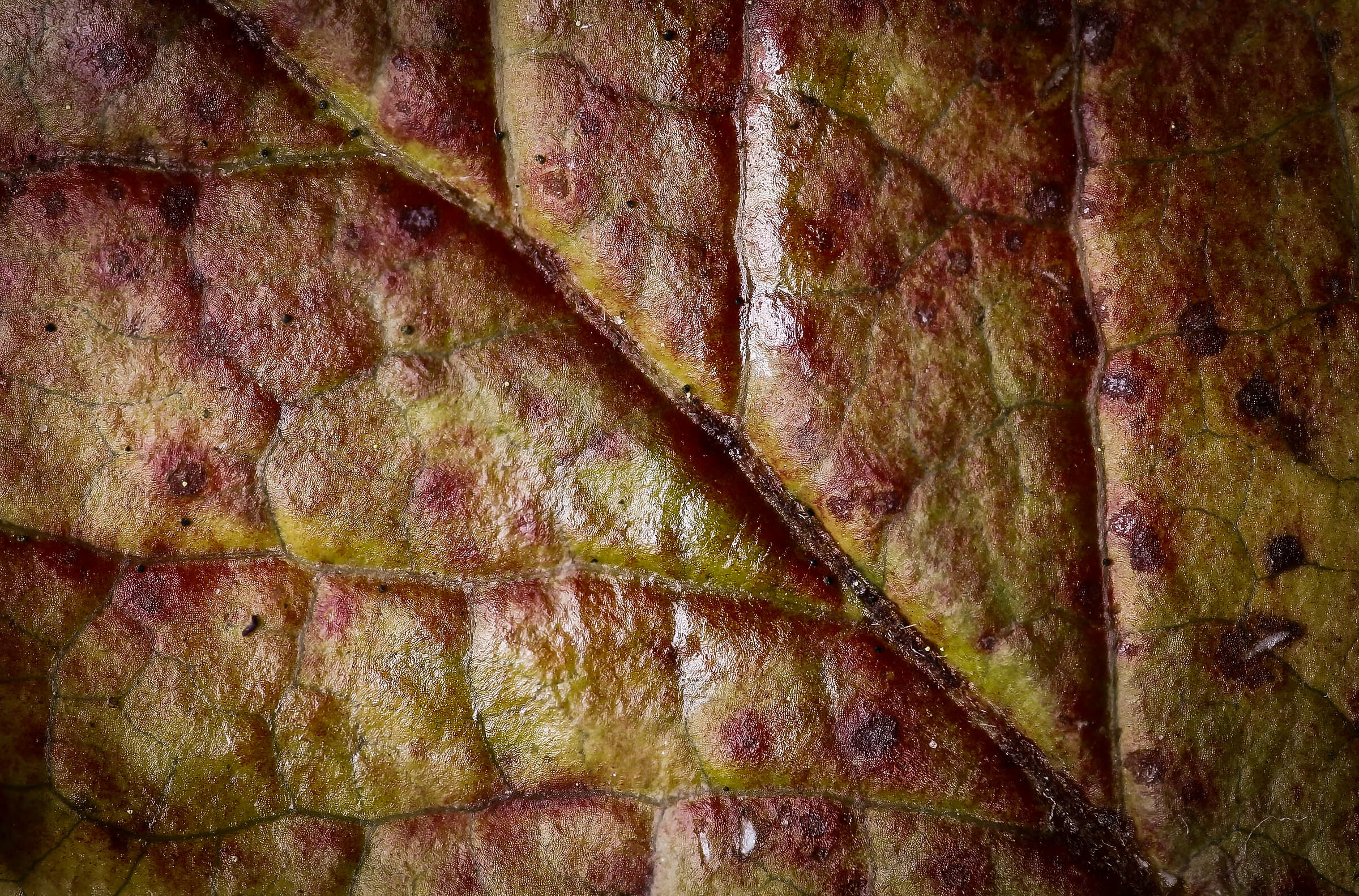 stressed by lockdown 6