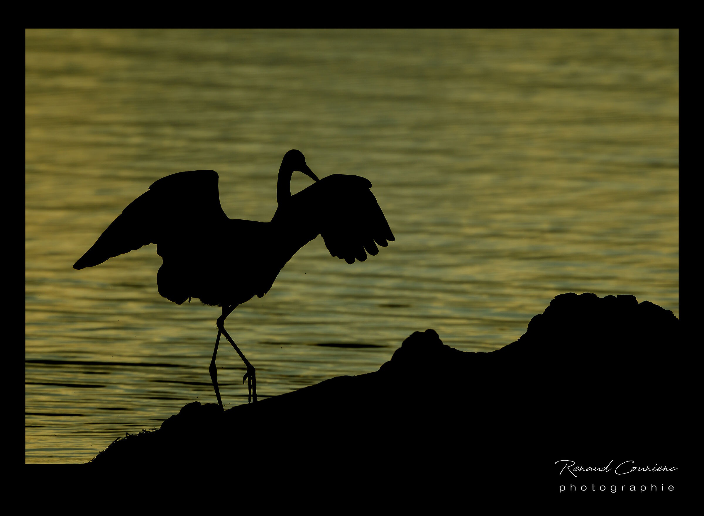 Grande airone bianco al tramonto