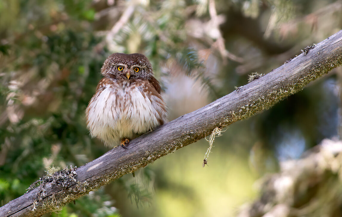 Dwarf owl