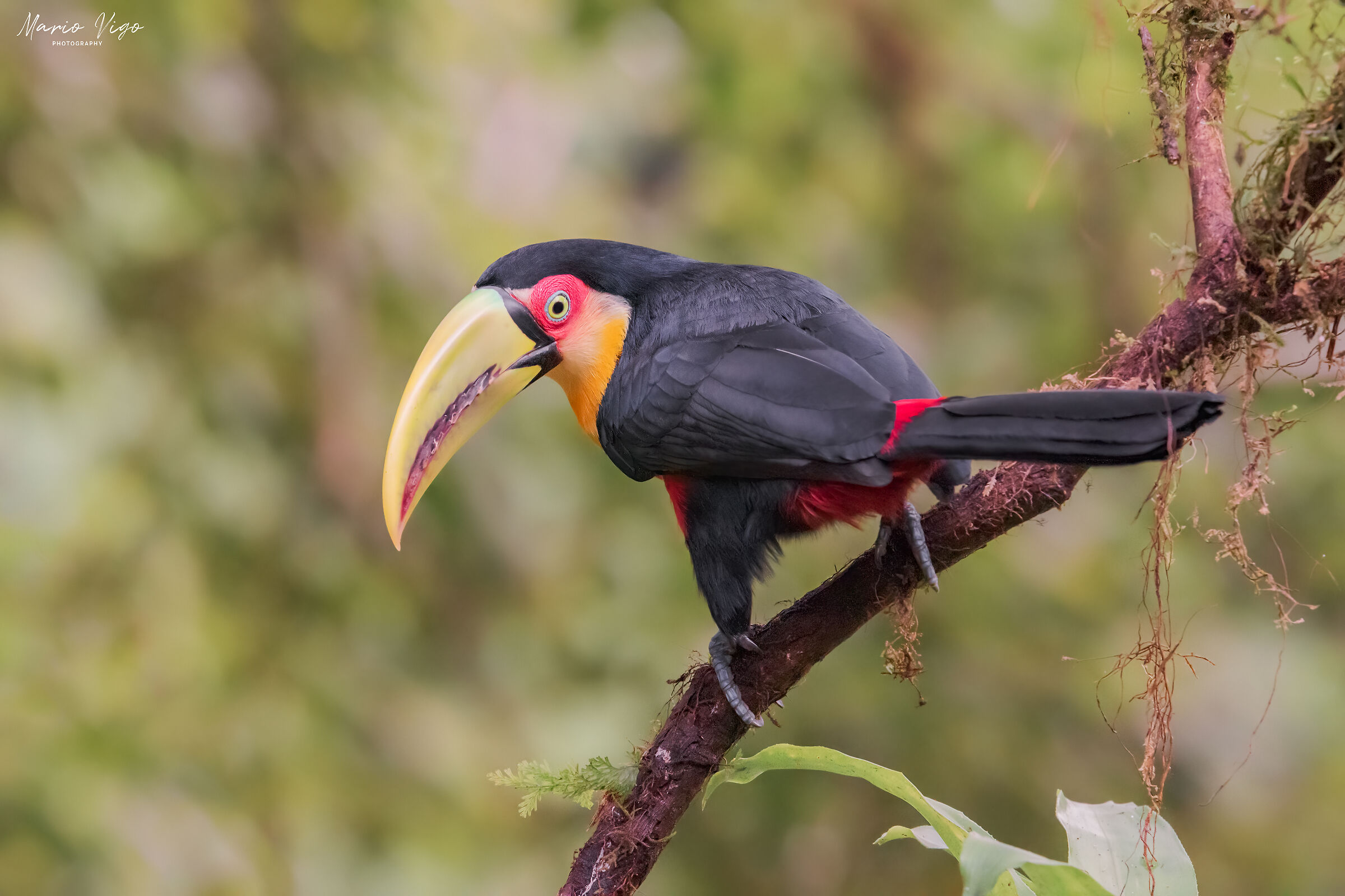 Tucano dal becco verde