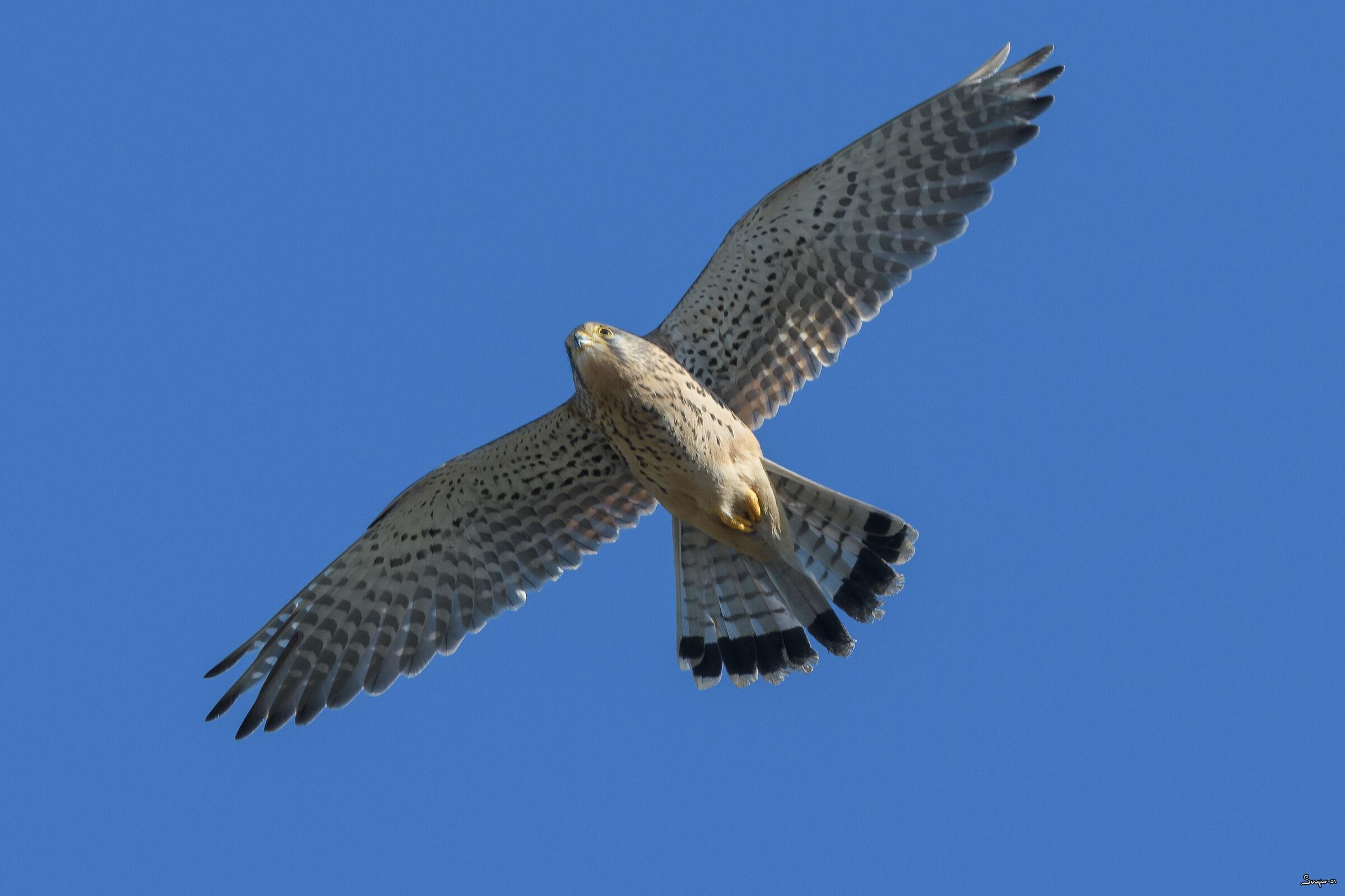 Kestrel