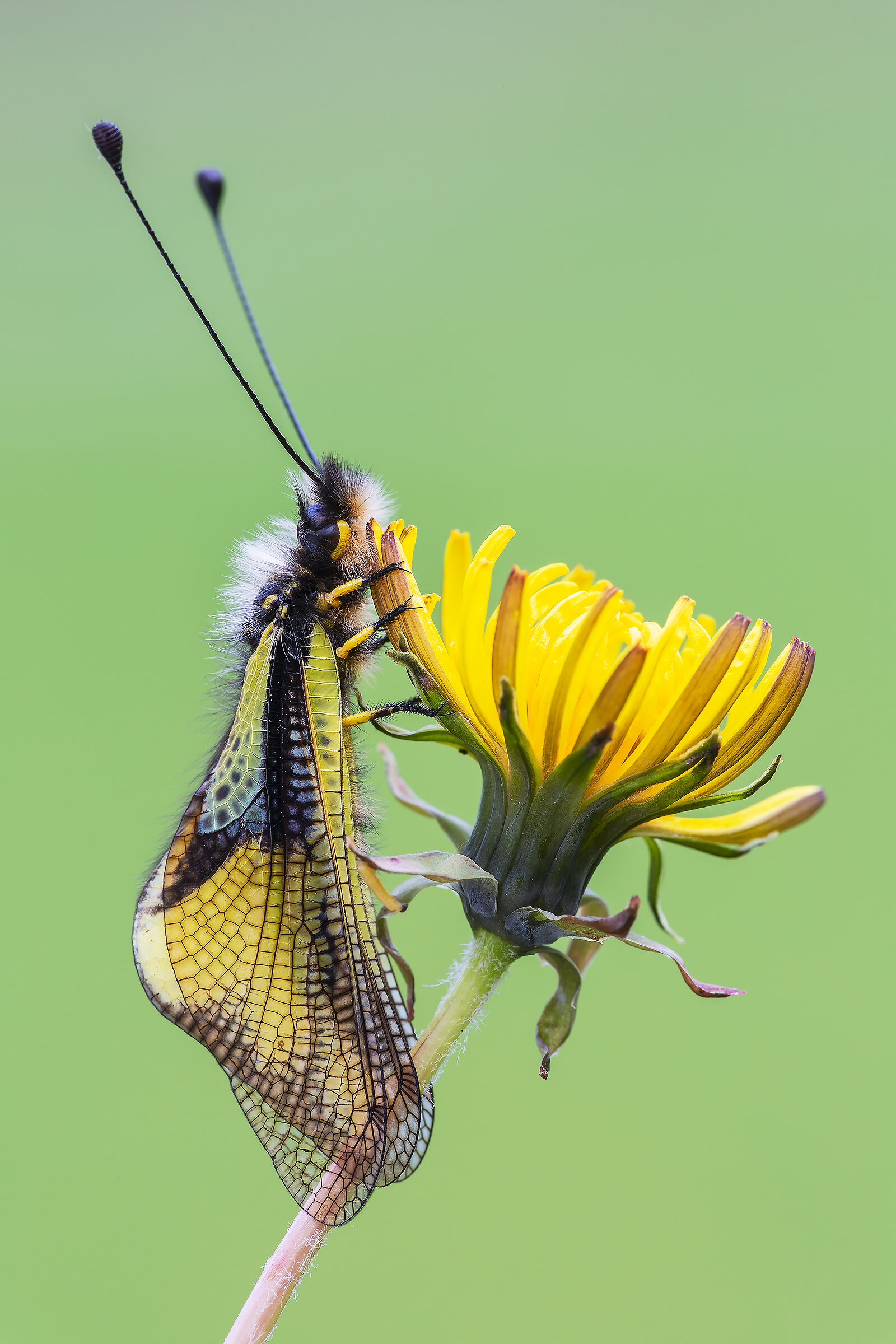 Libelloides Municipality