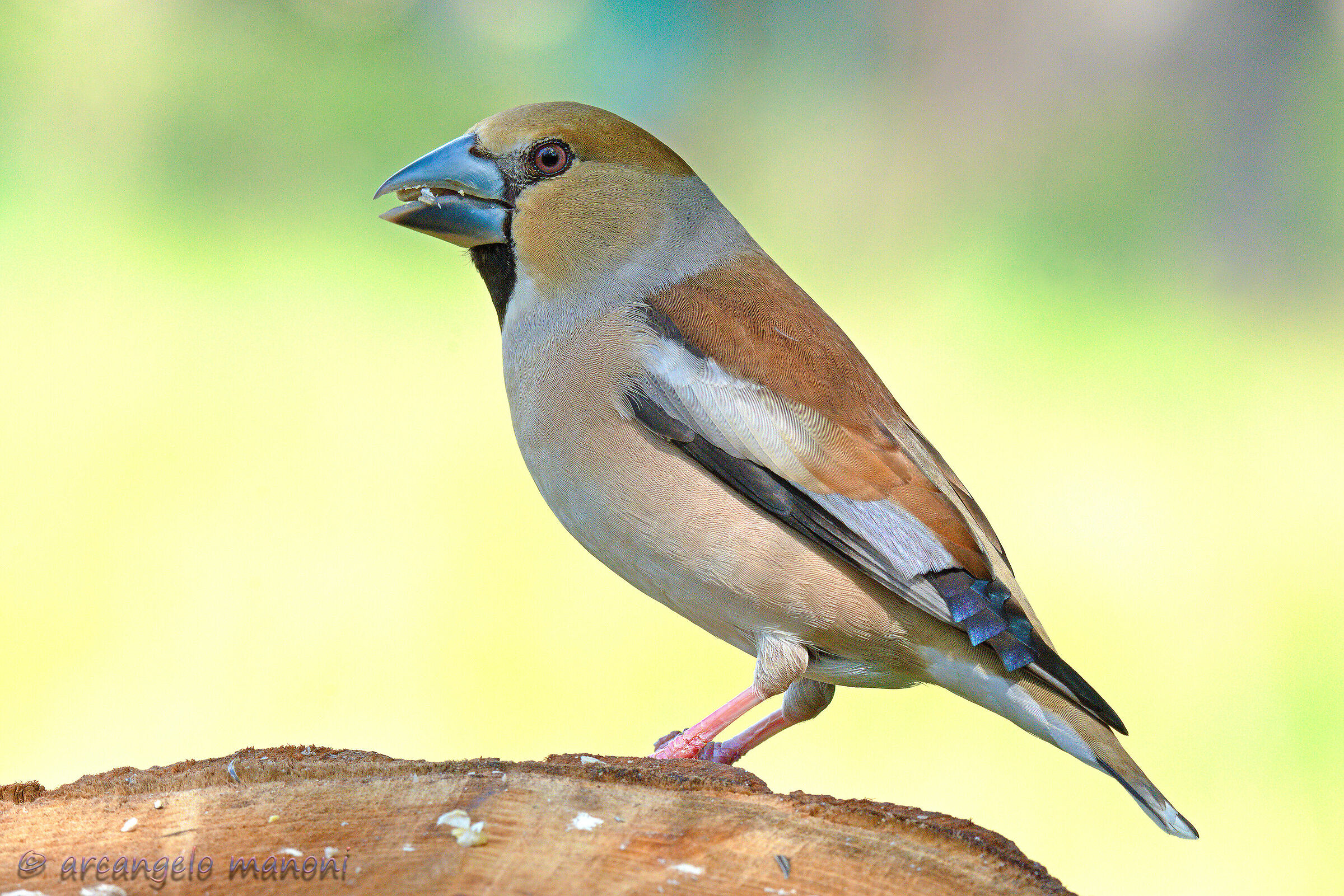 A color palette for Mrs. Frozon