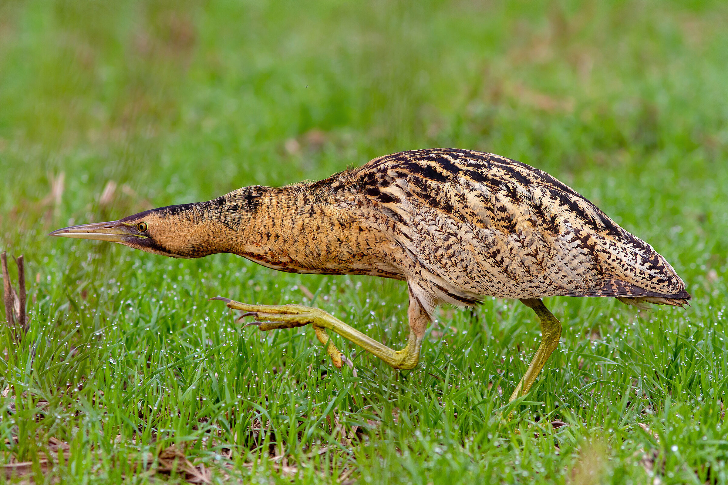 Tarabuso in "libera uscita"