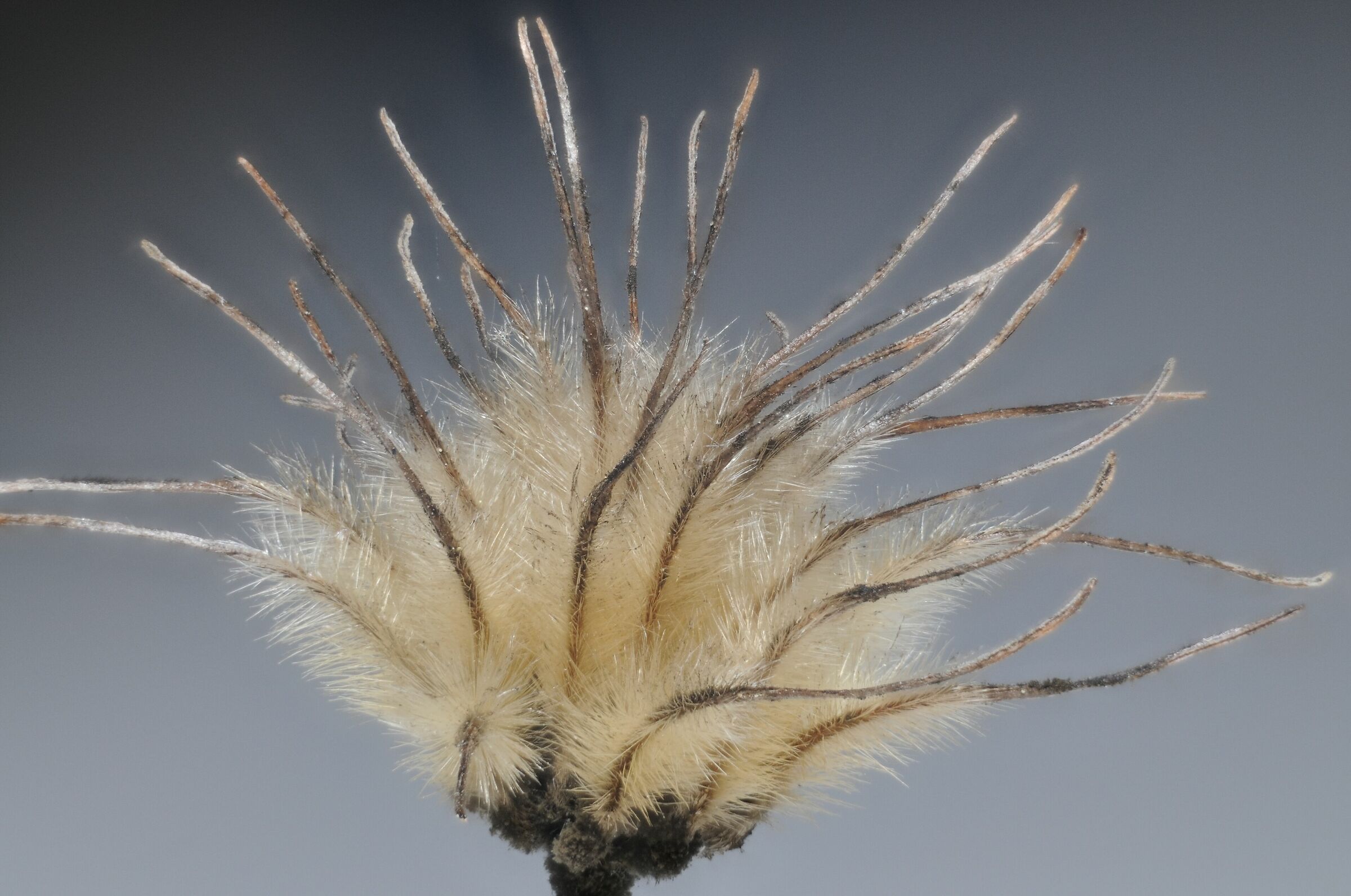 stressed by lockdown 7