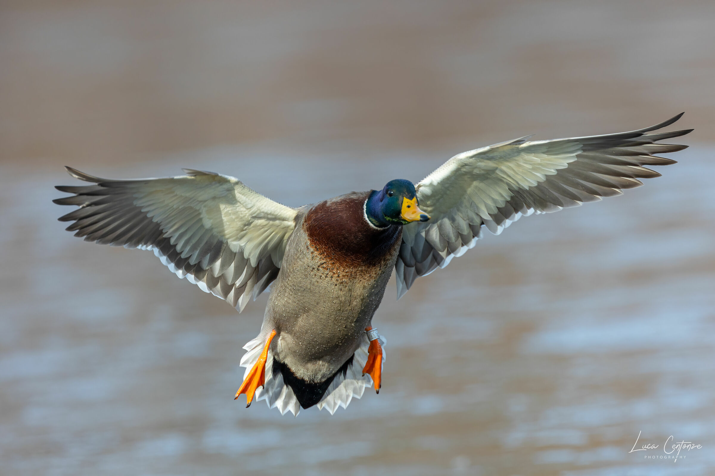 Mallard - Germano reale